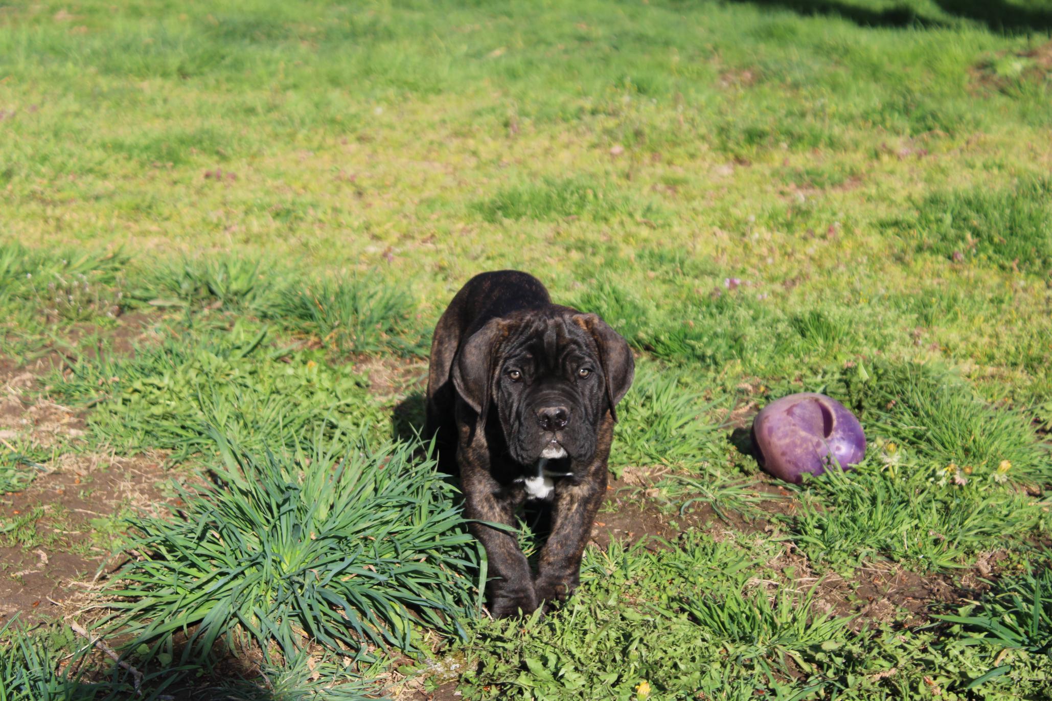Image Cane Corso