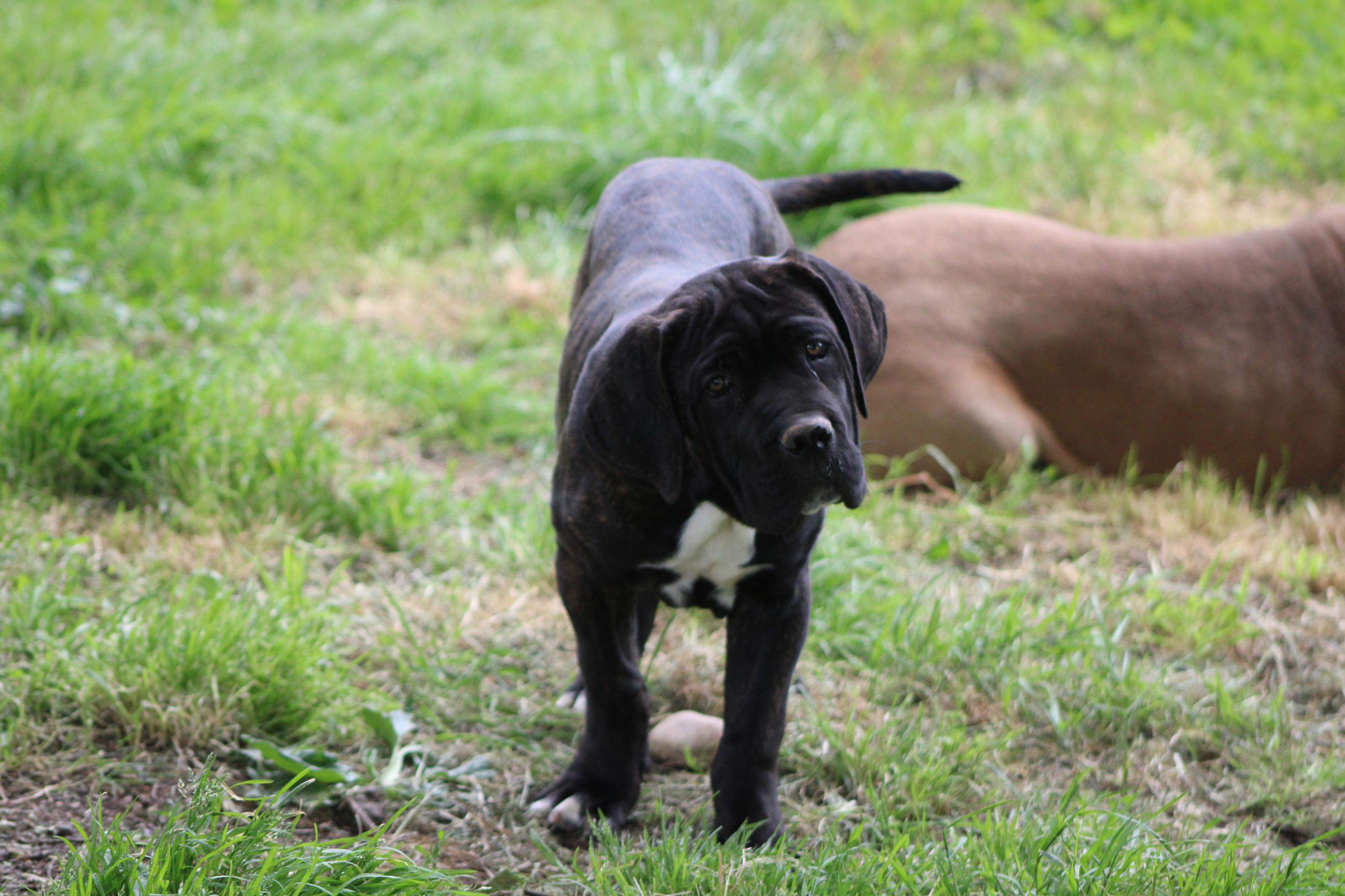 Image Cane Corso