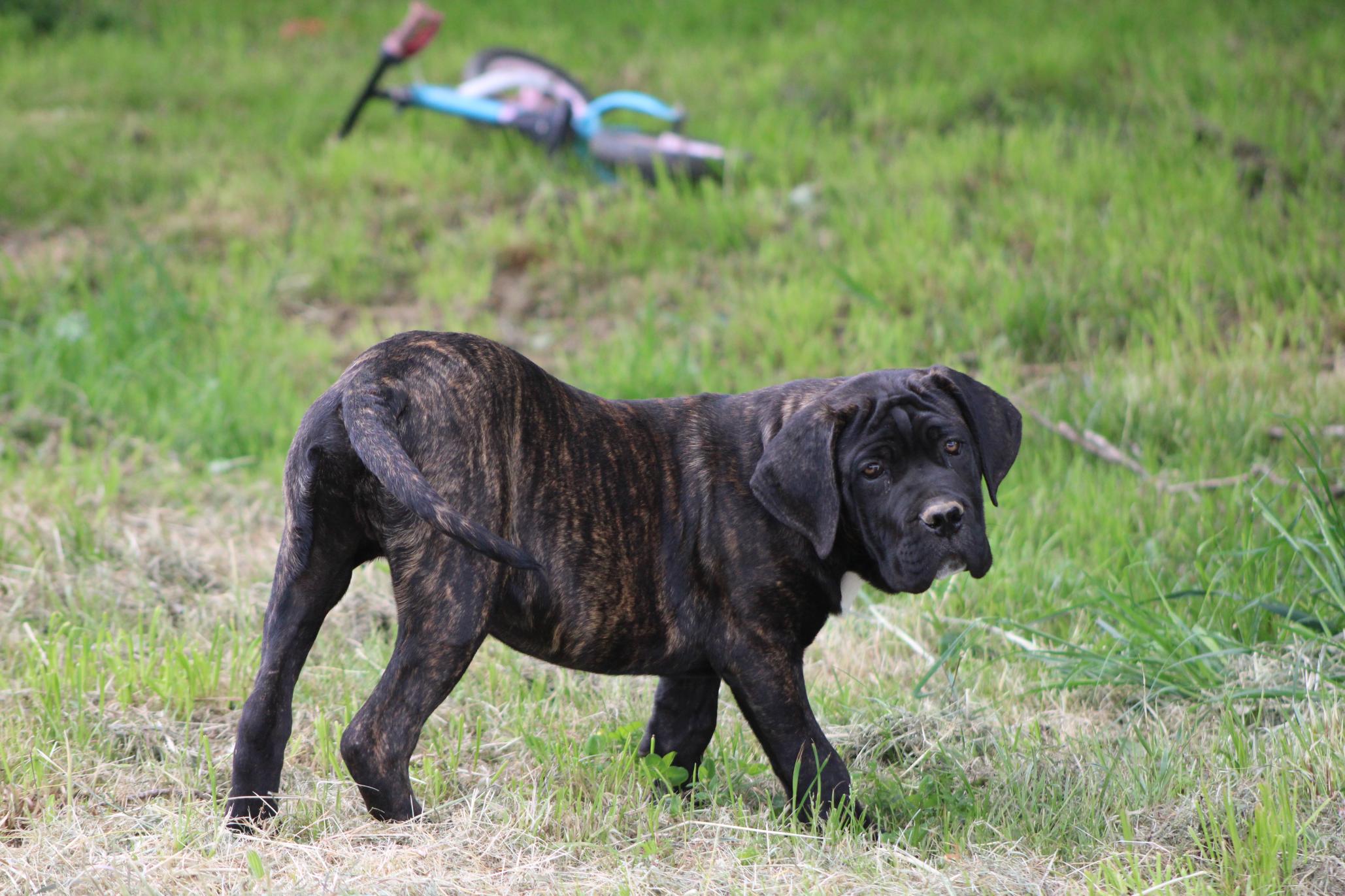 Image Cane Corso