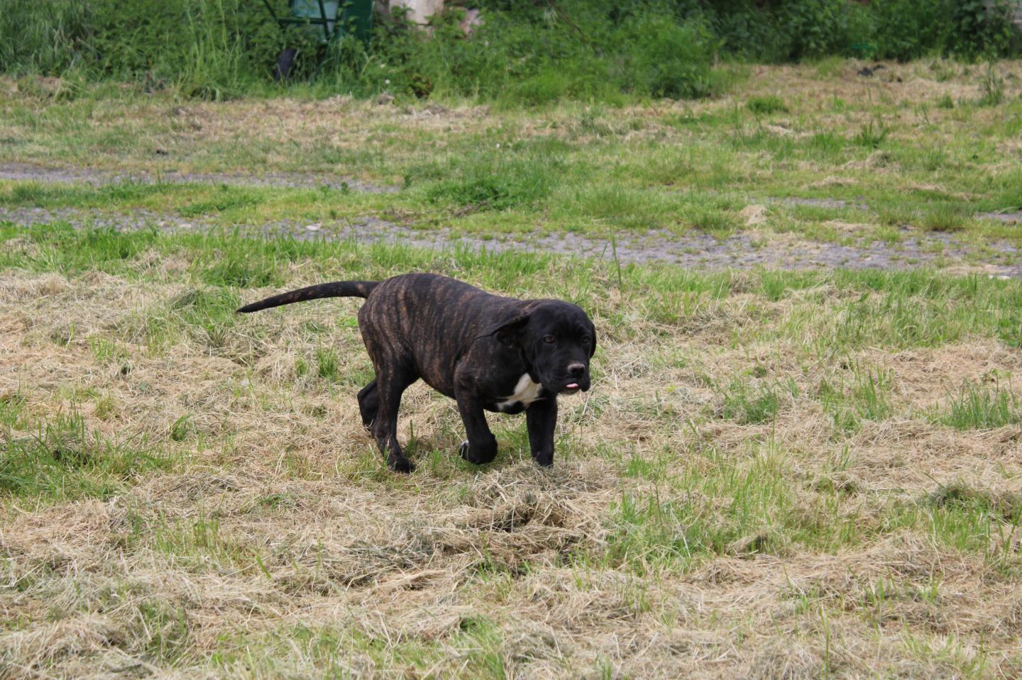 Image Cane Corso