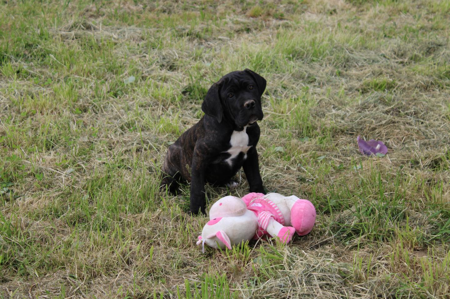 Image Cane Corso