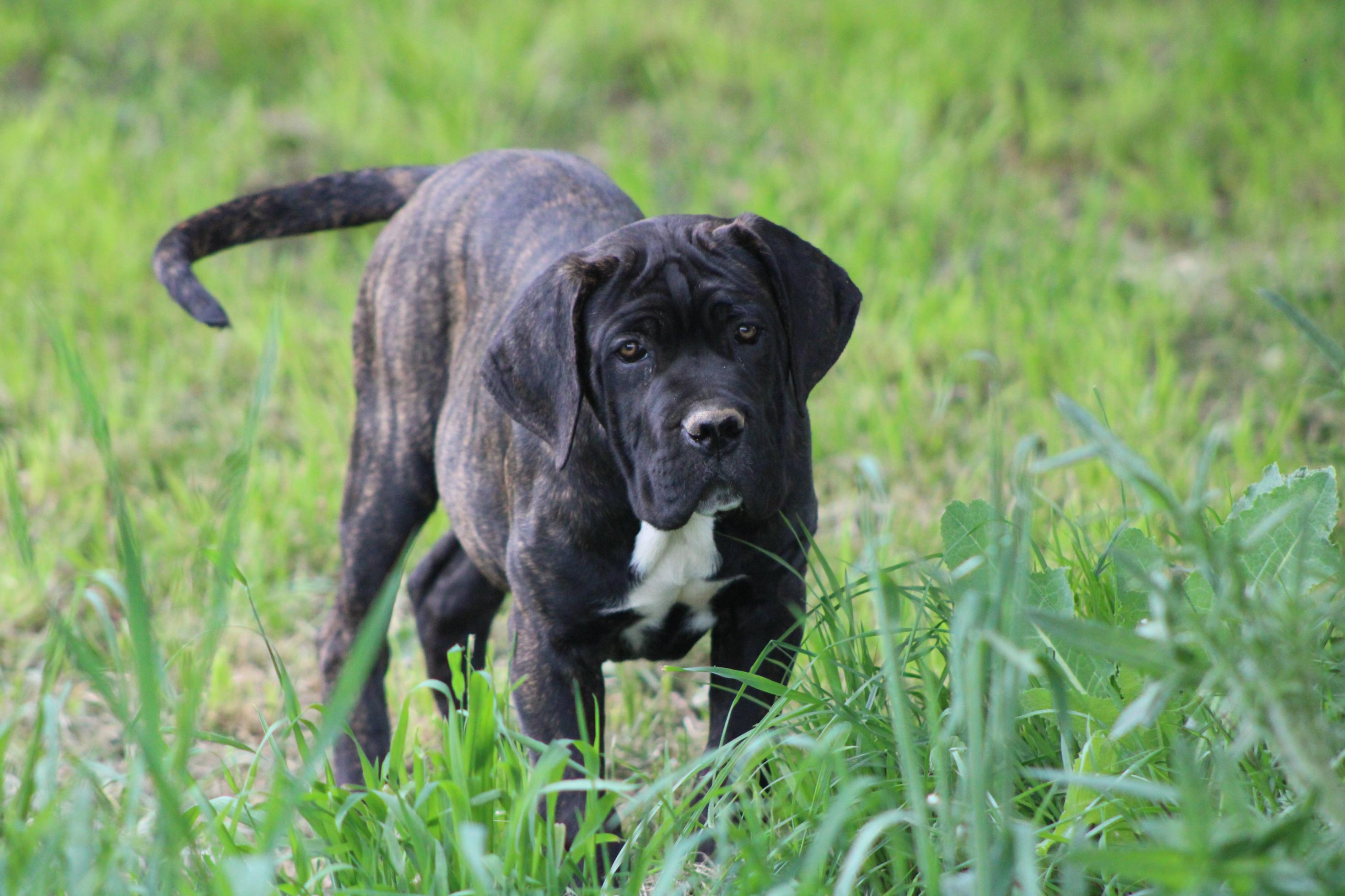 Image Cane Corso
