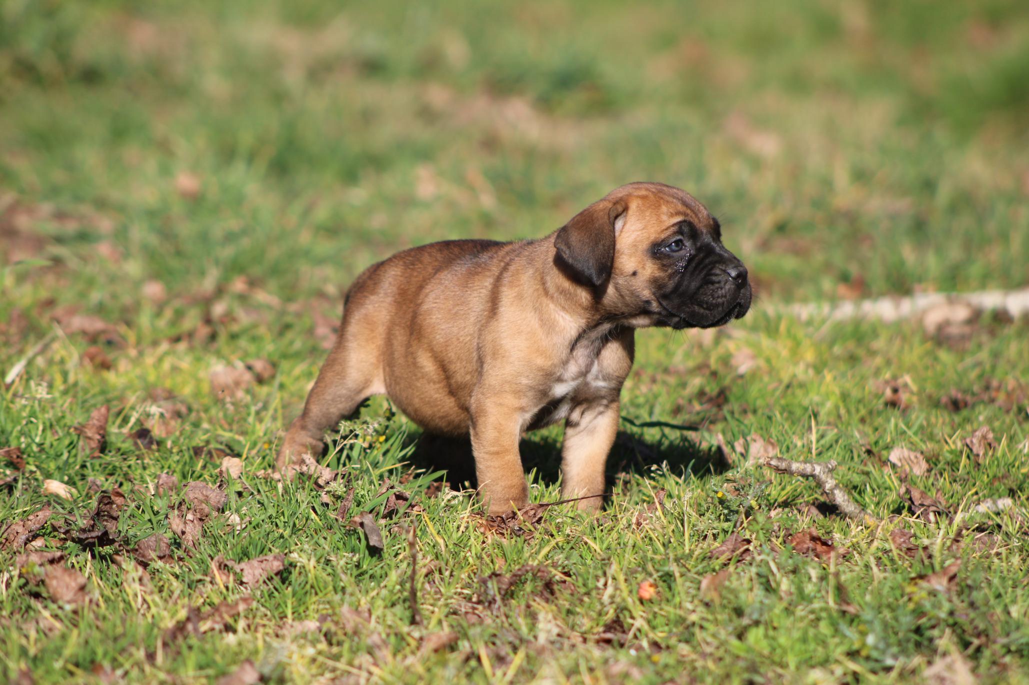 Image Cane Corso