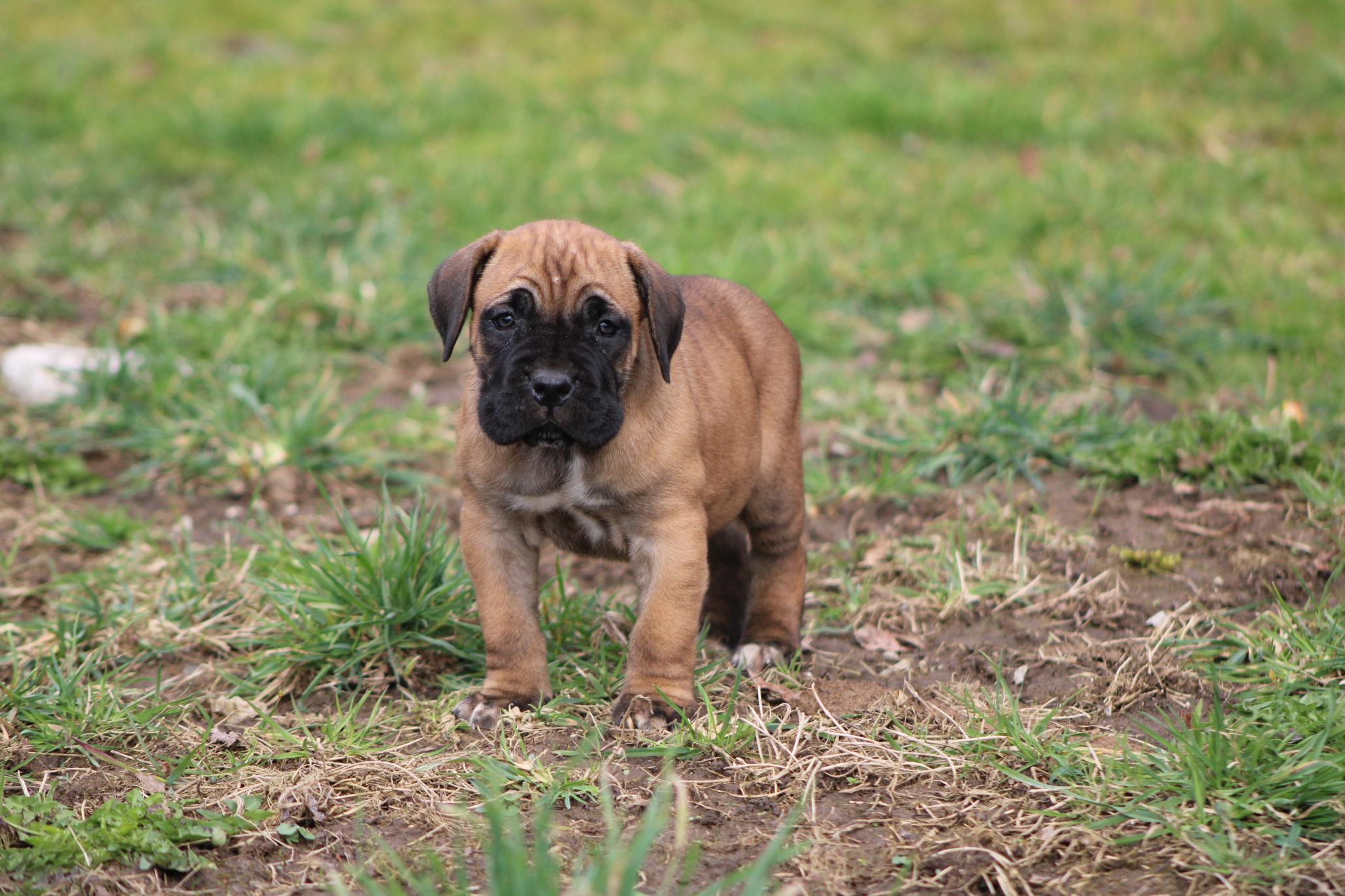 Image Cane Corso