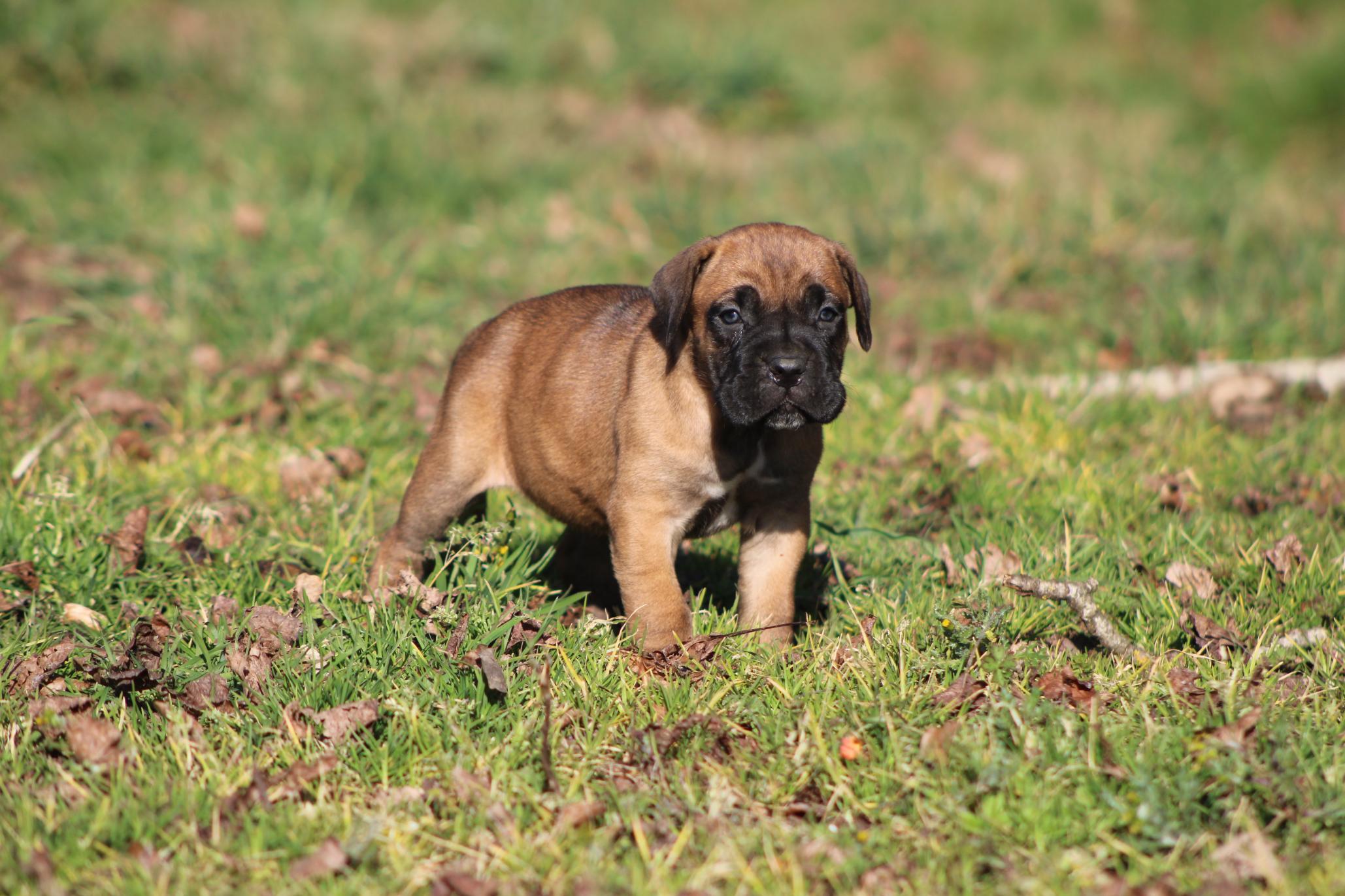 Image Cane Corso