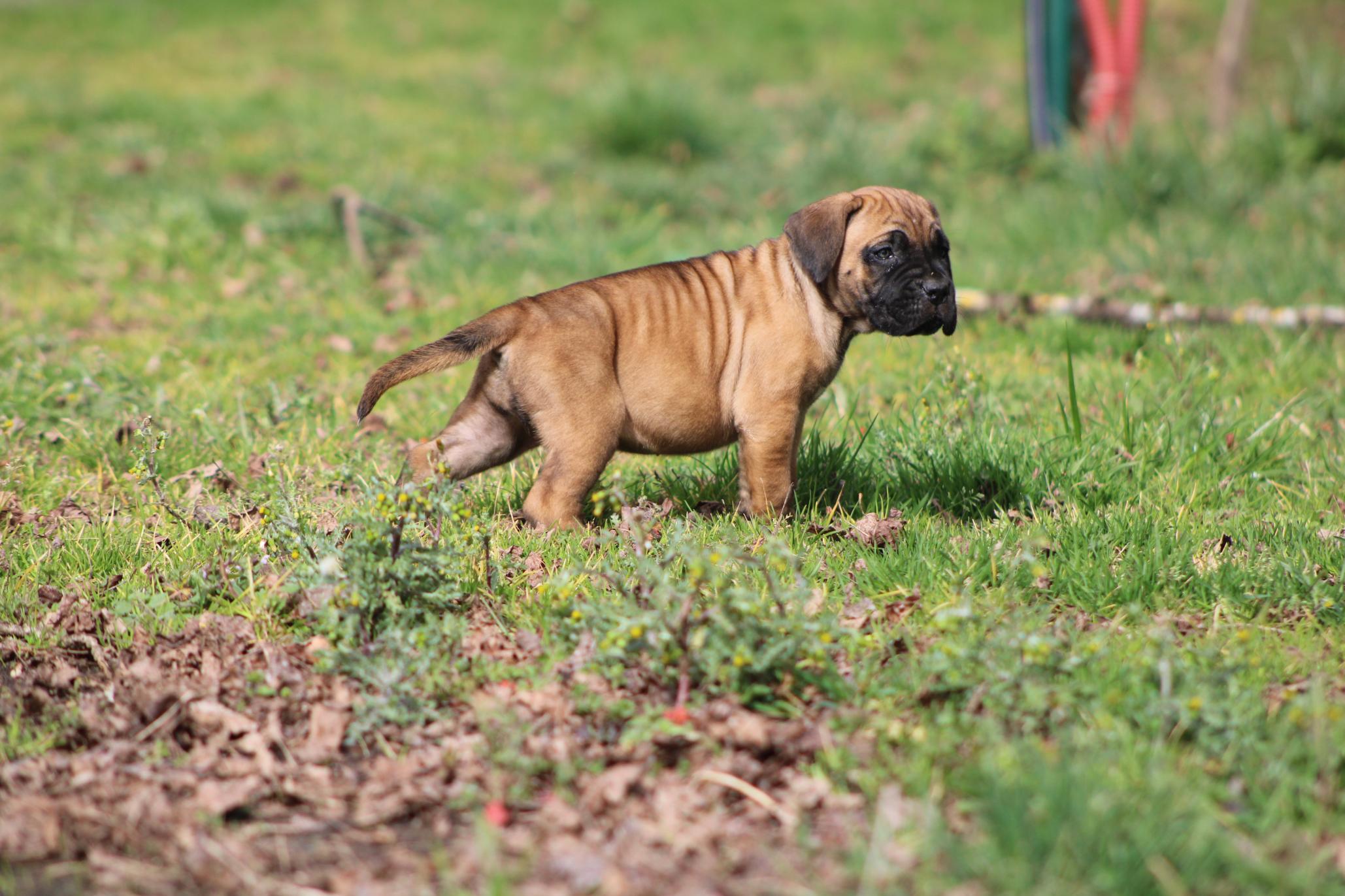 Image Cane Corso