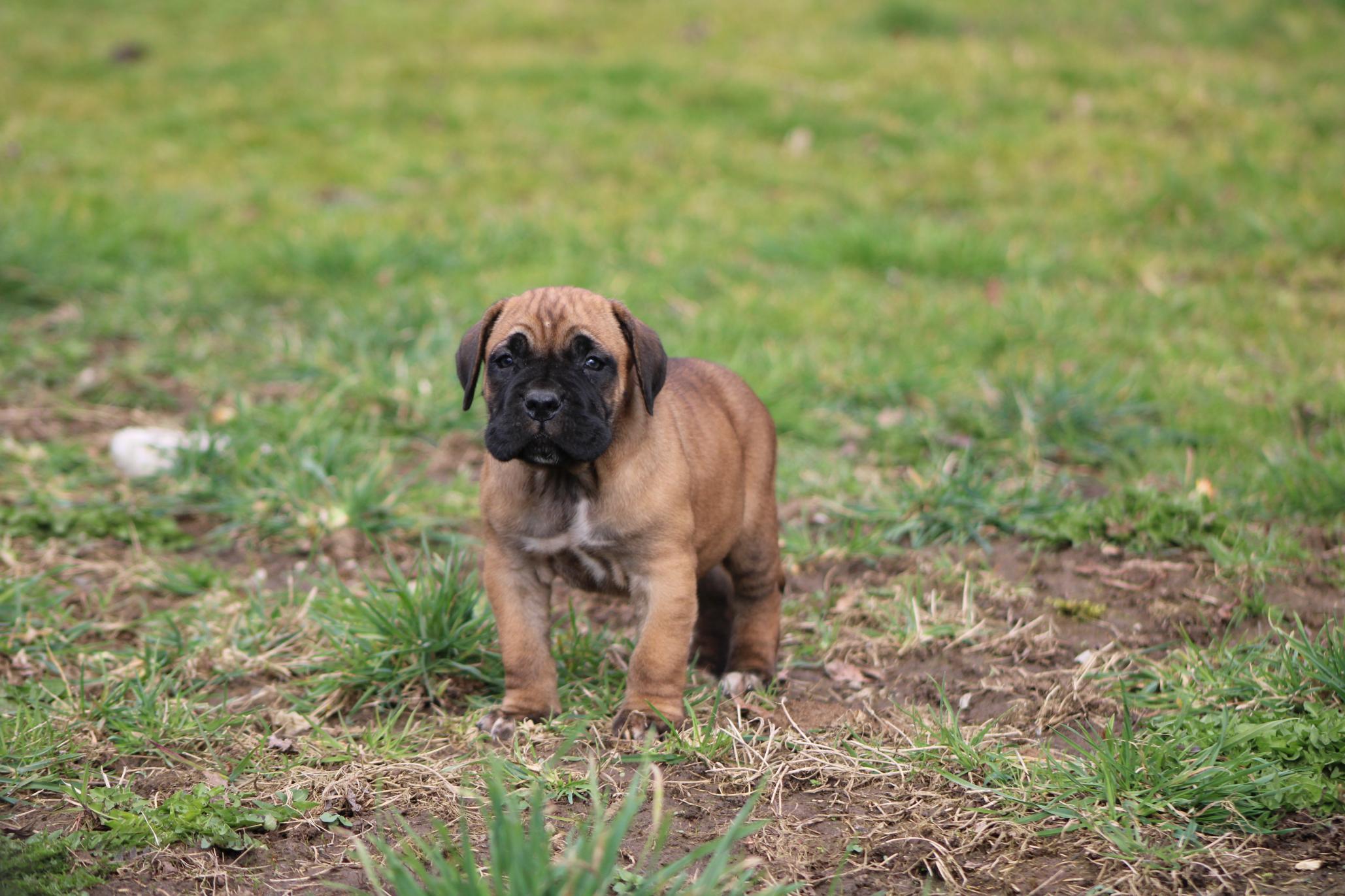 Image Cane Corso