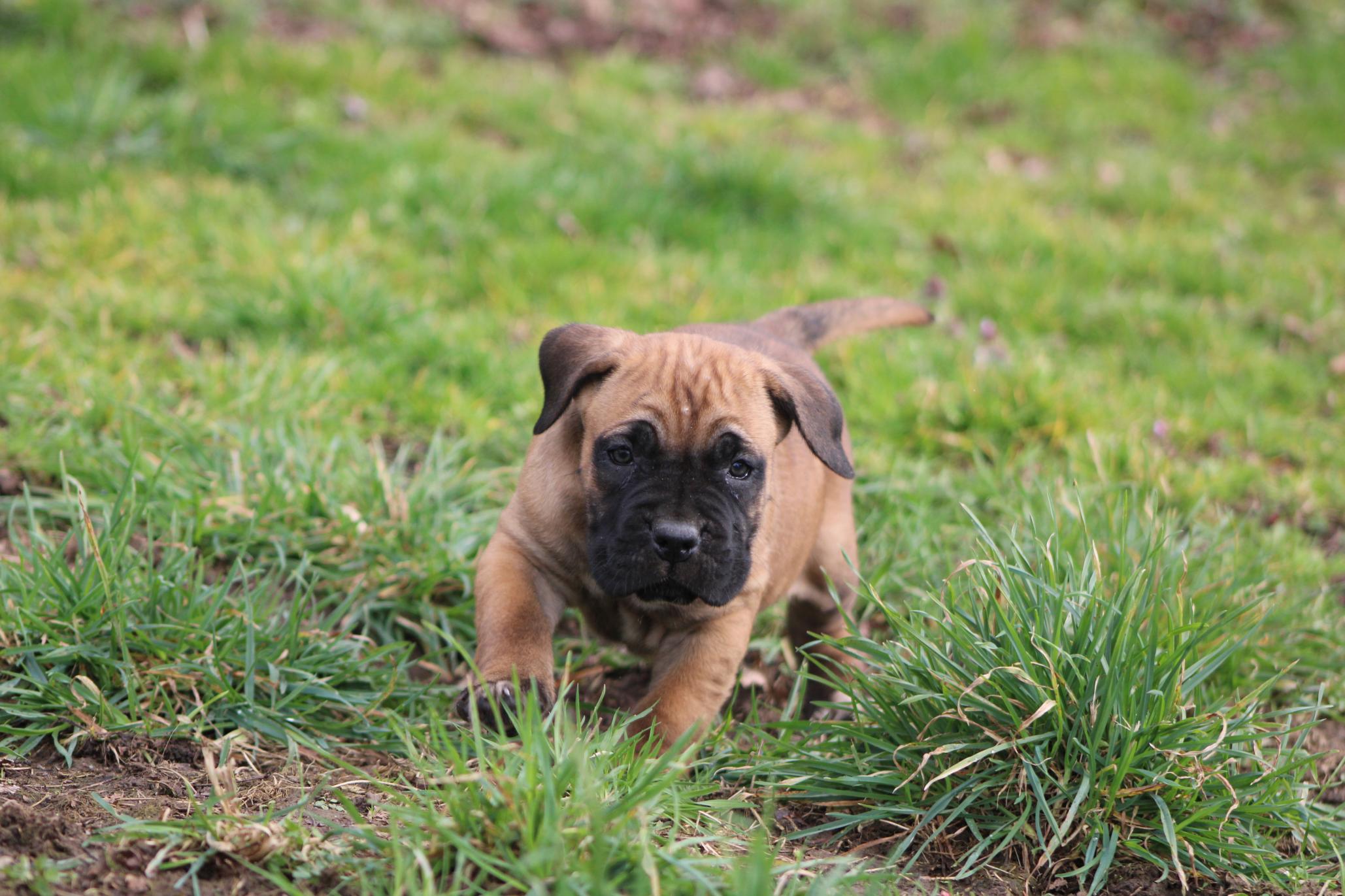 Image Cane Corso