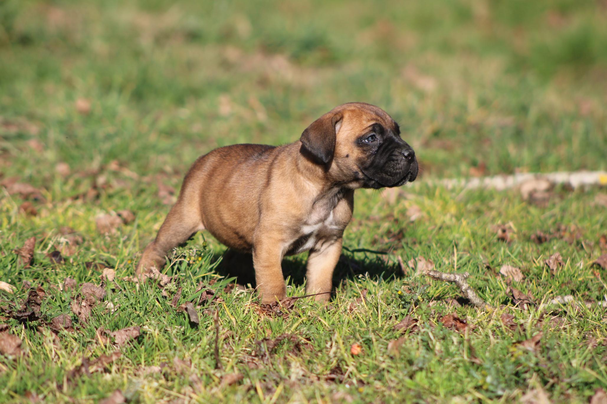 Image Cane Corso