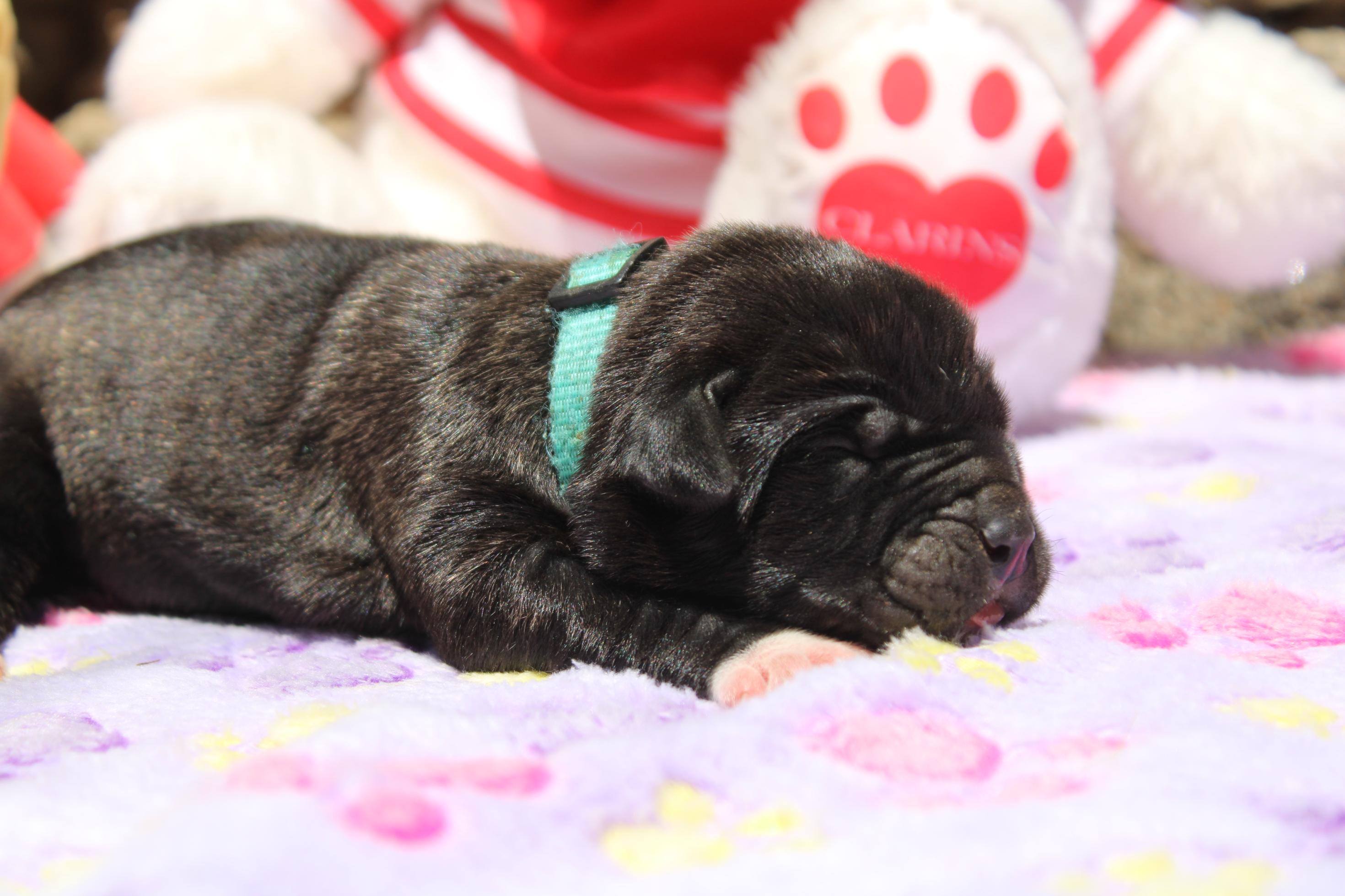 Image Cane Corso