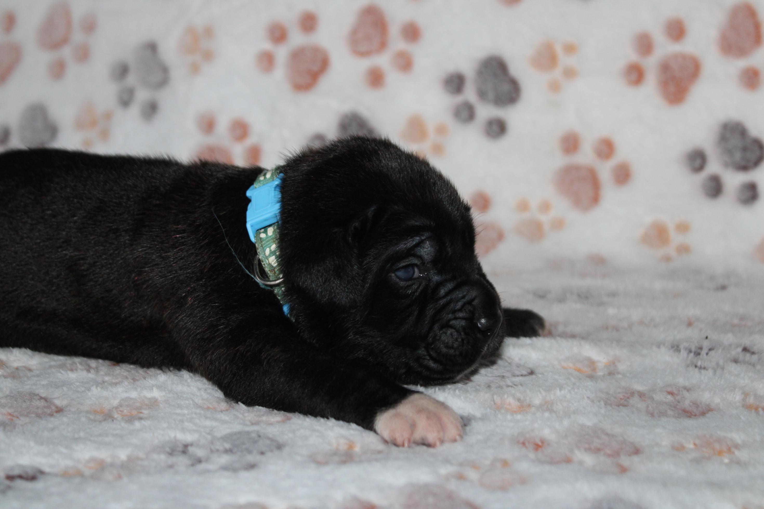 Image Cane Corso
