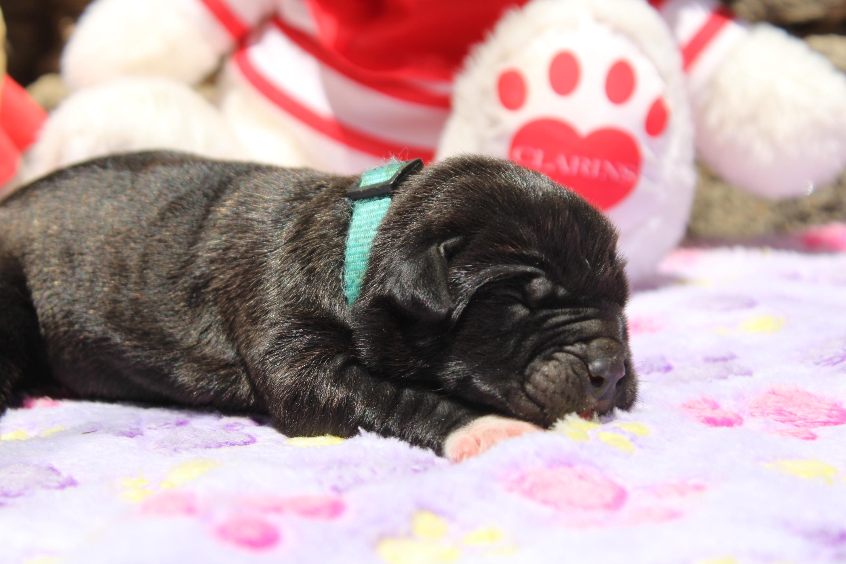 Image Cane Corso