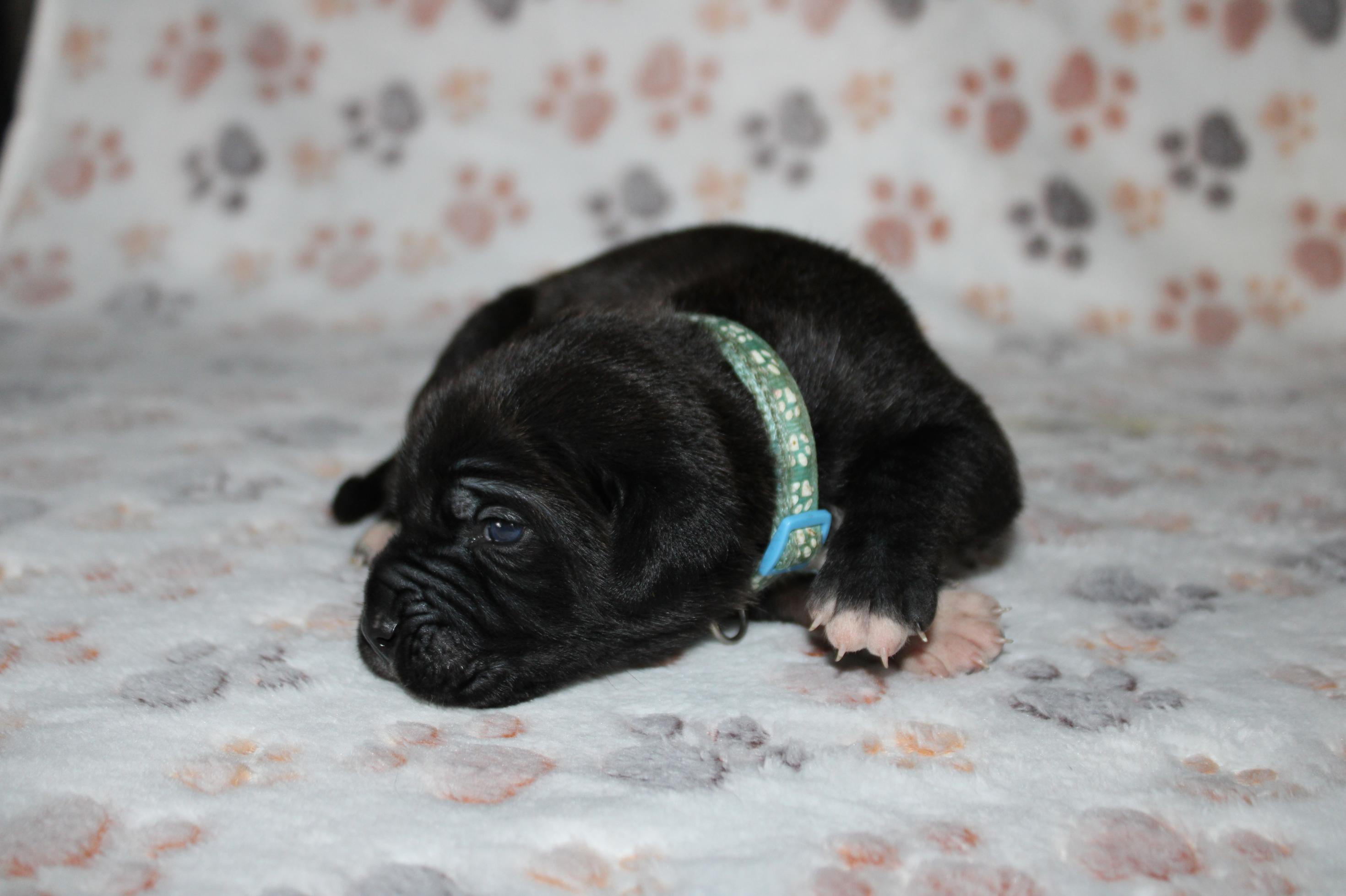 Image Cane Corso