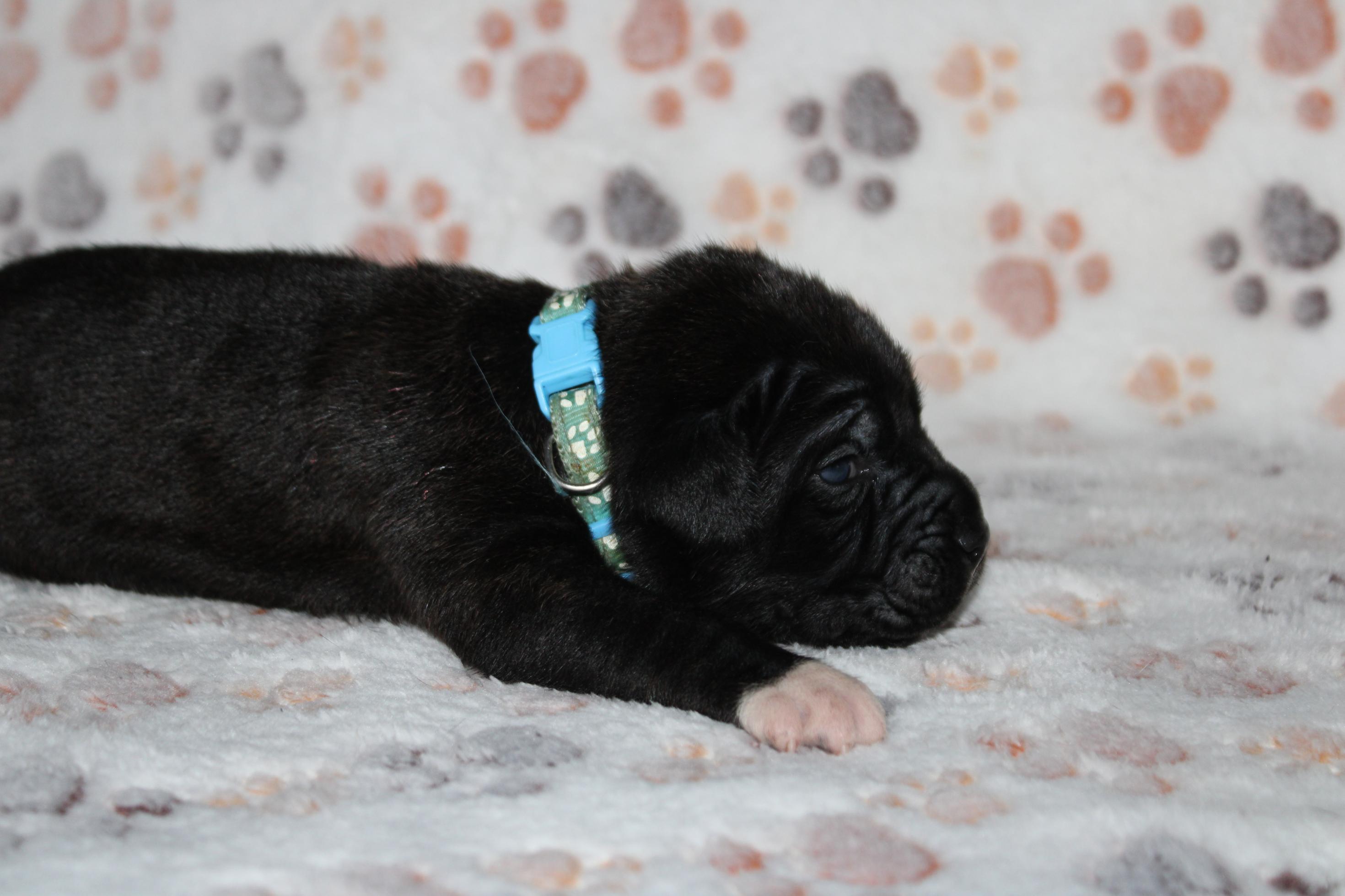 Image Cane Corso