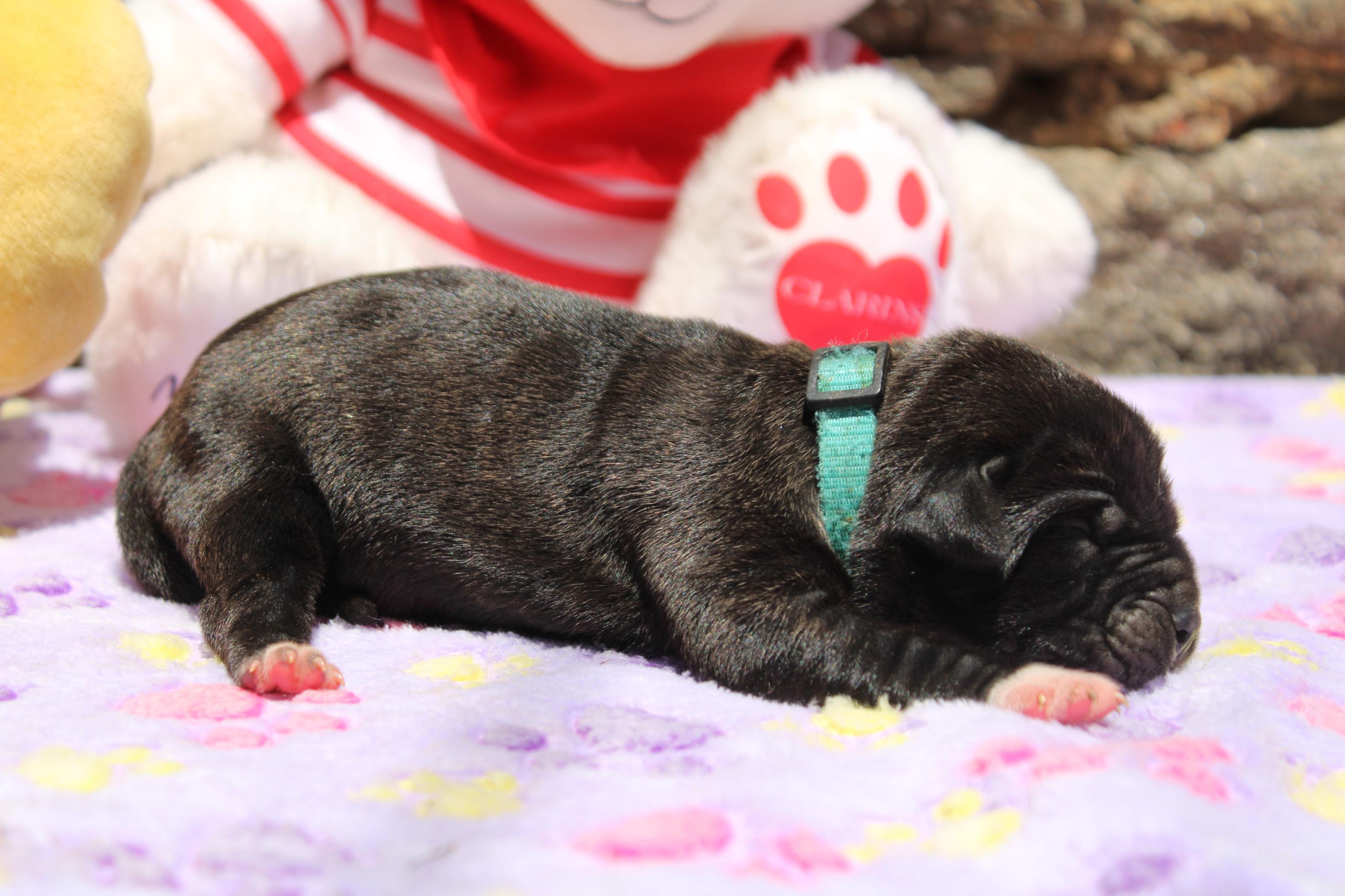 Image Cane Corso