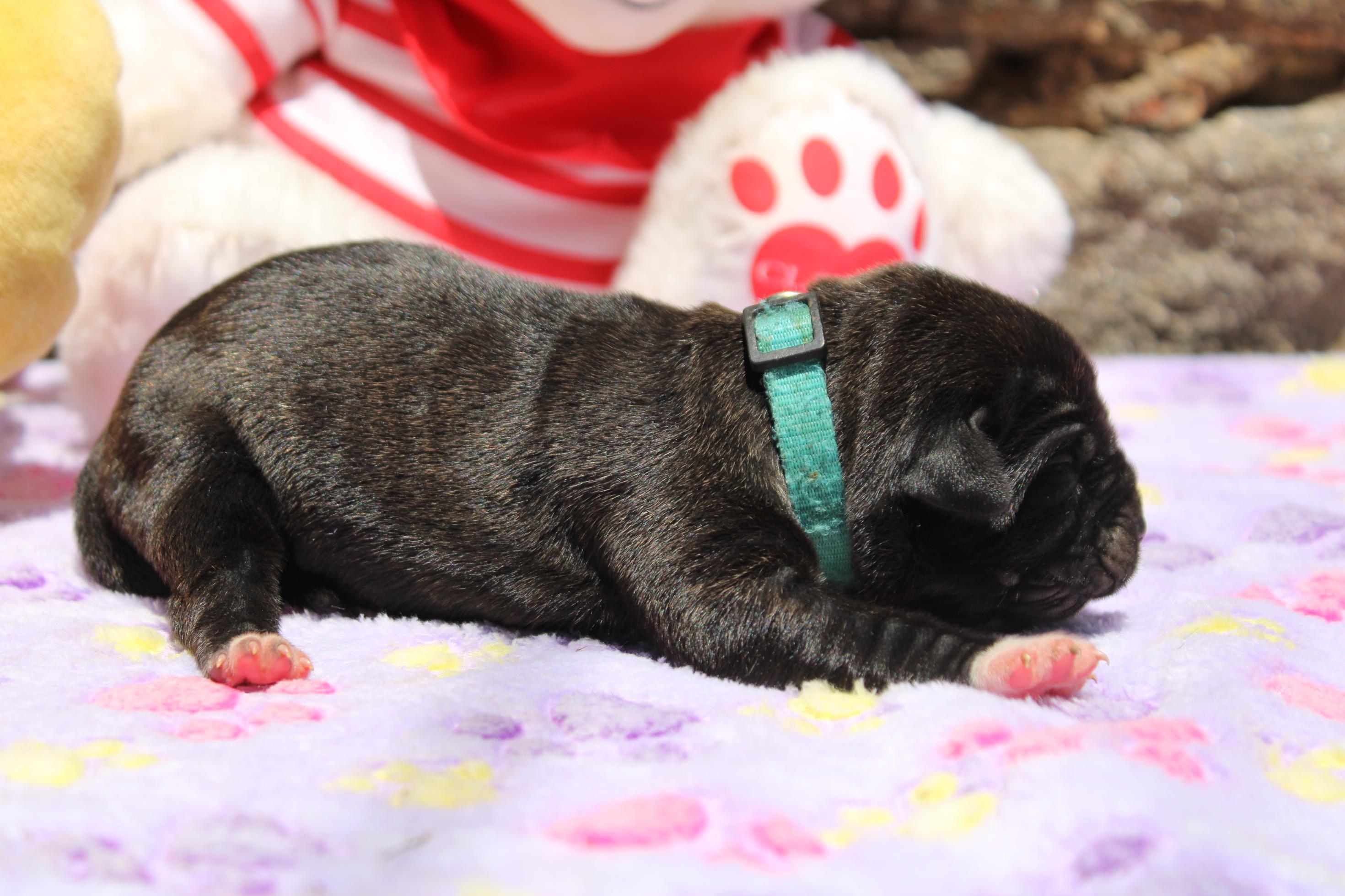 Image Cane Corso