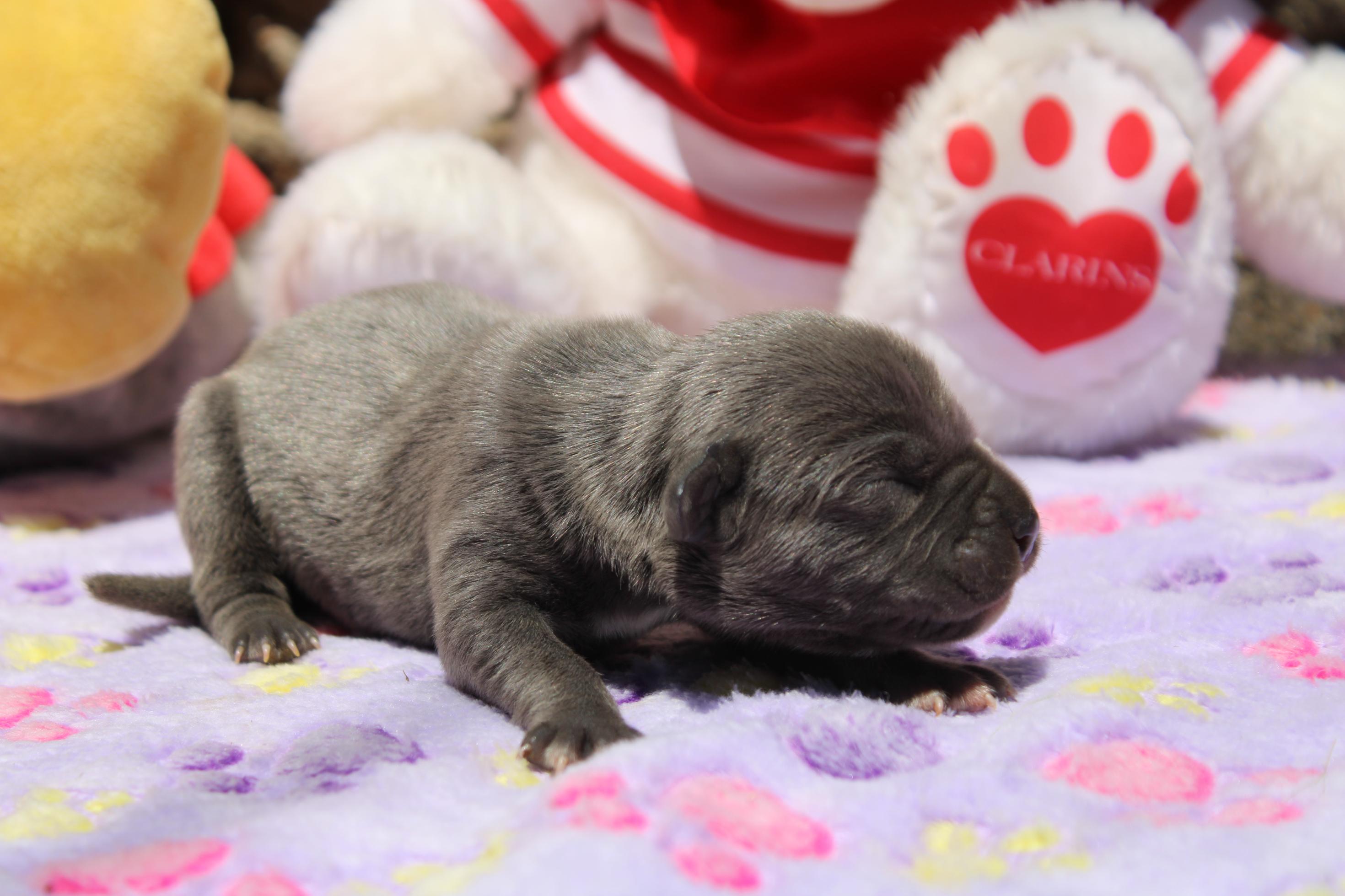 Image Cane Corso