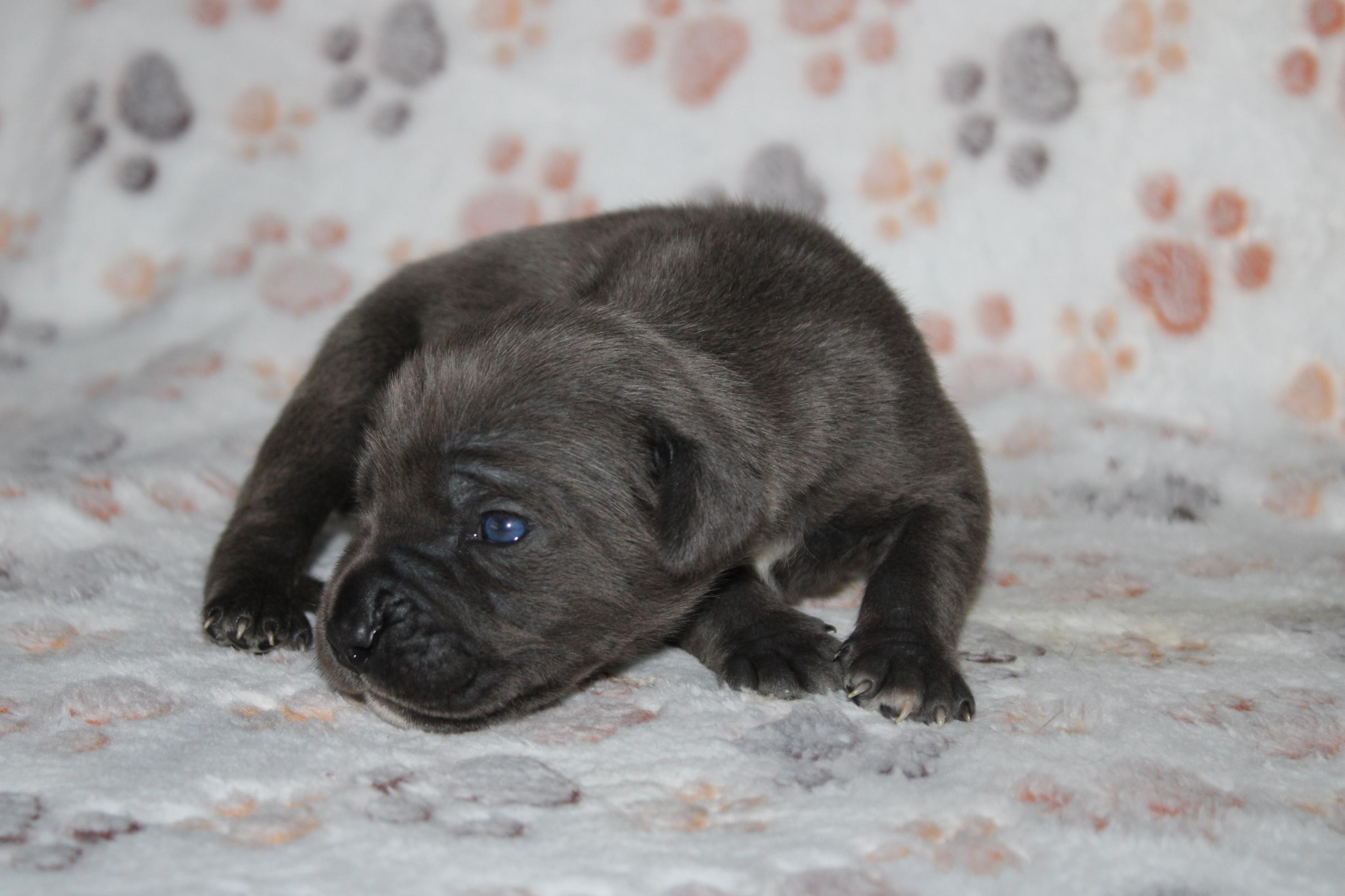 Image Cane Corso