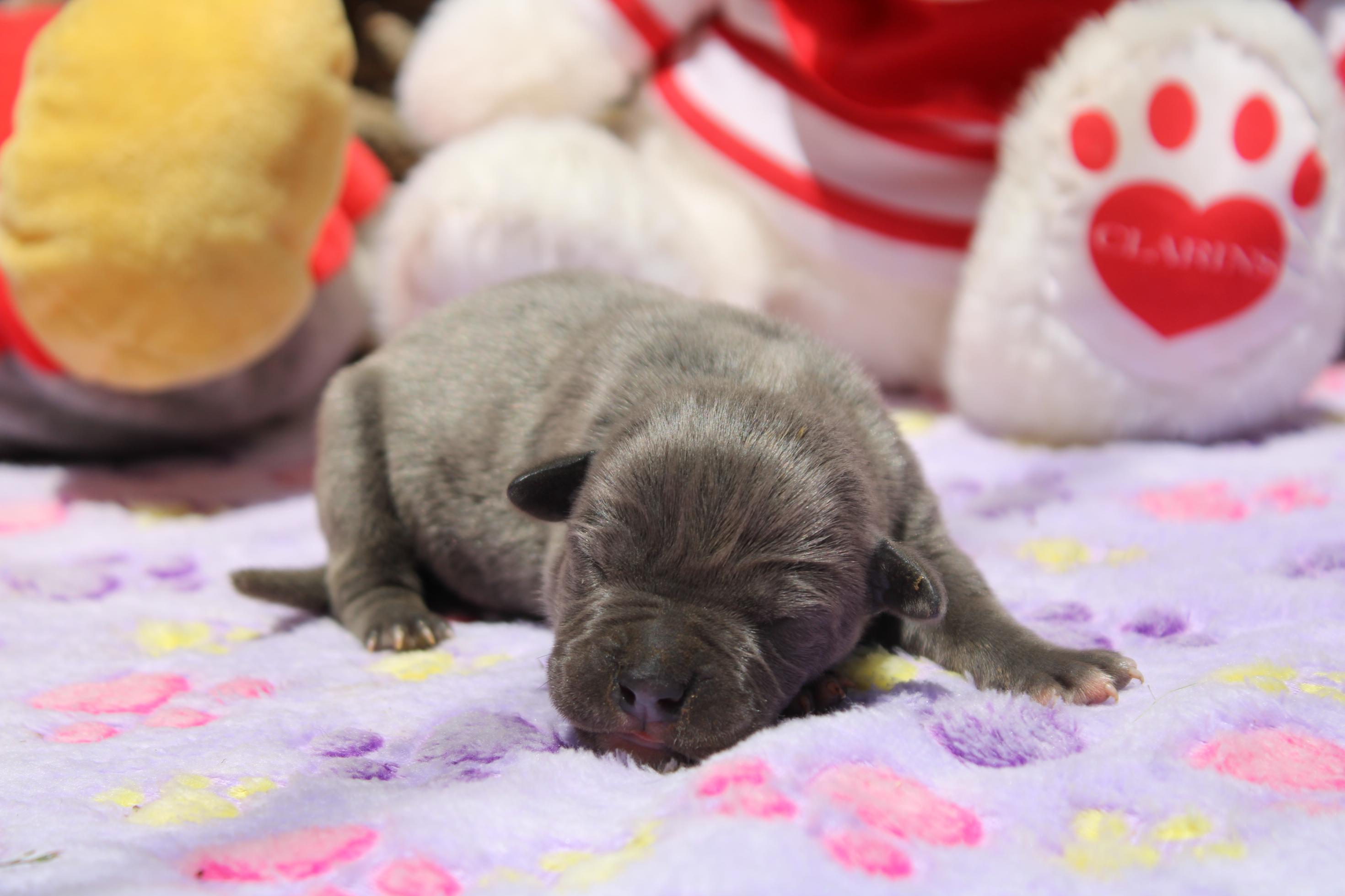 Image Cane Corso