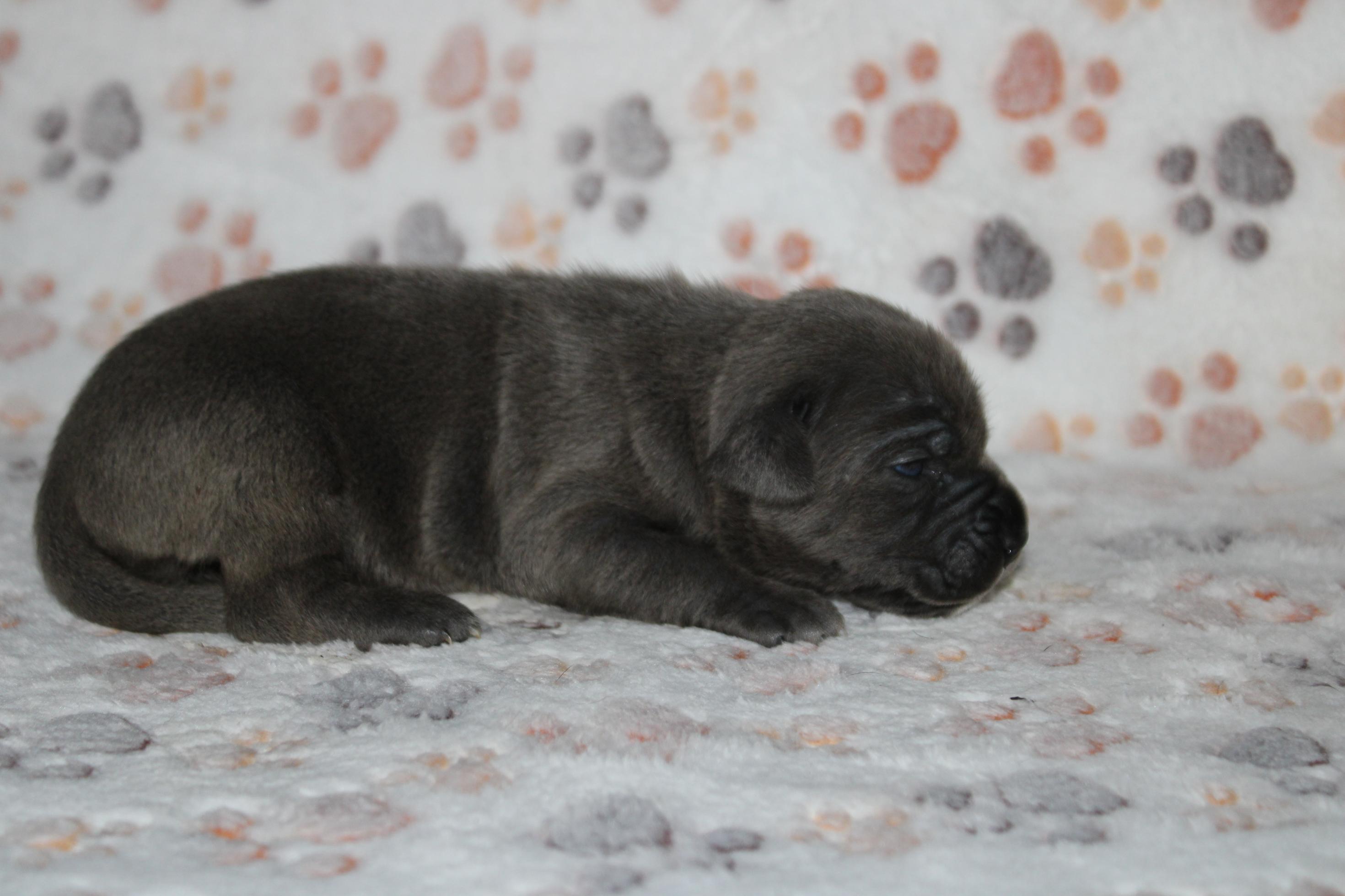 Image Cane Corso