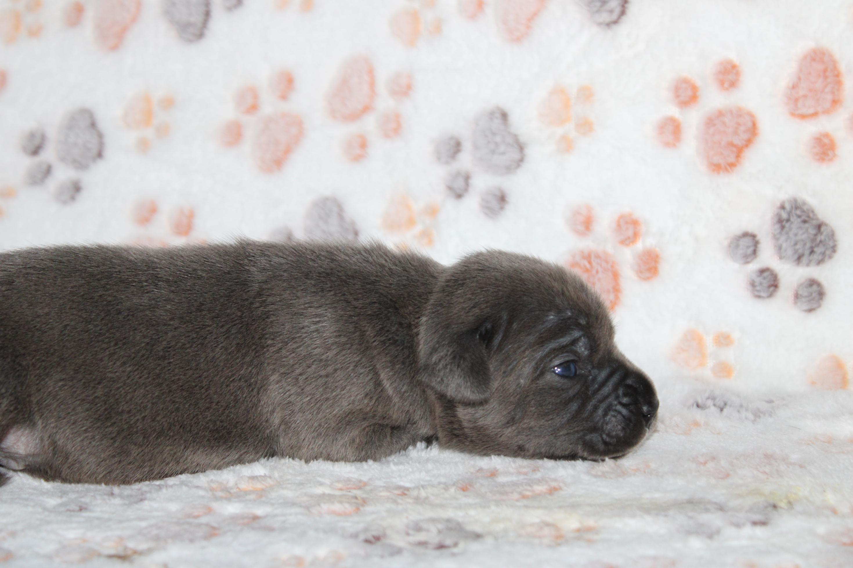 Image Cane Corso