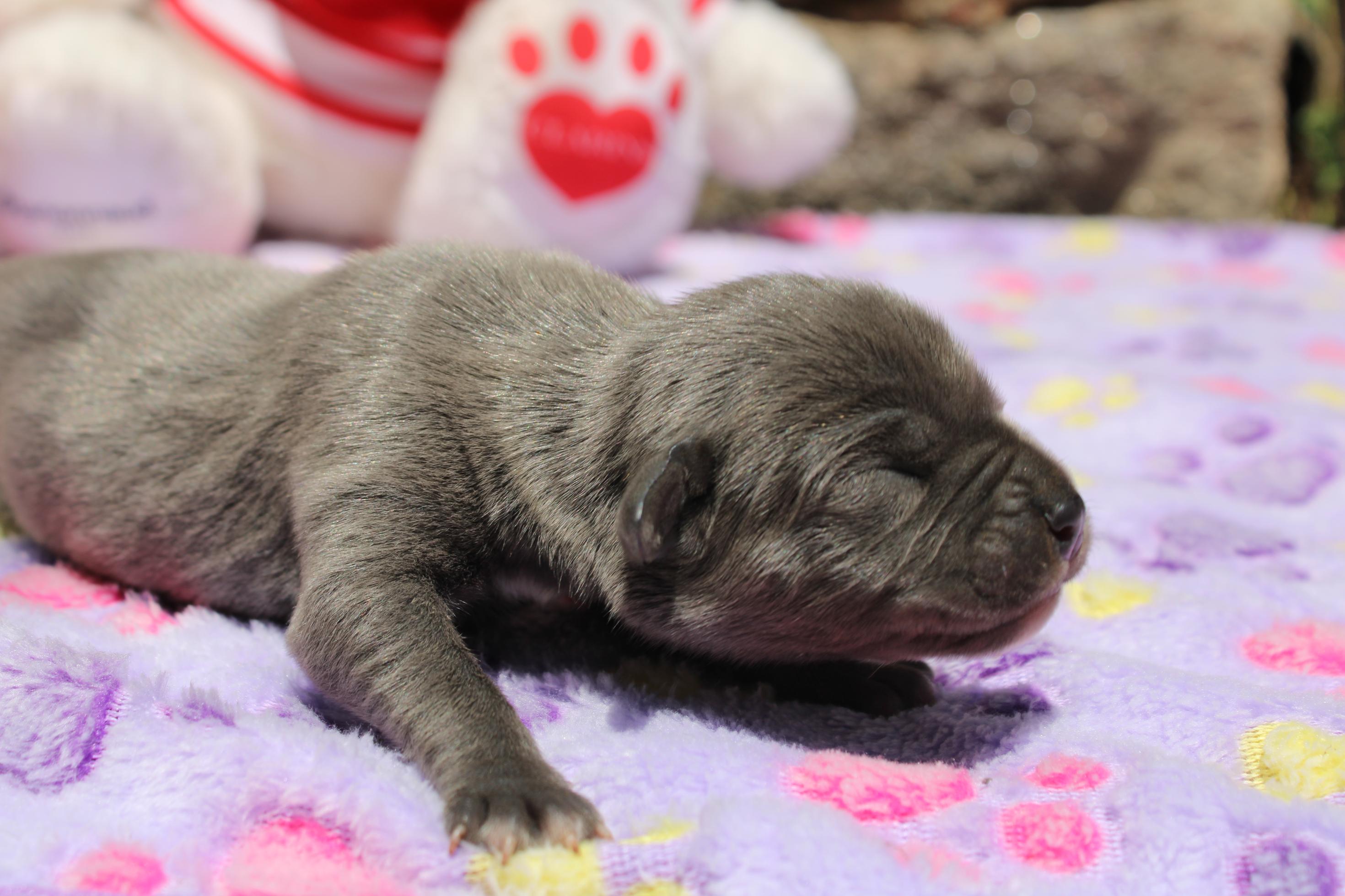 Image Cane Corso