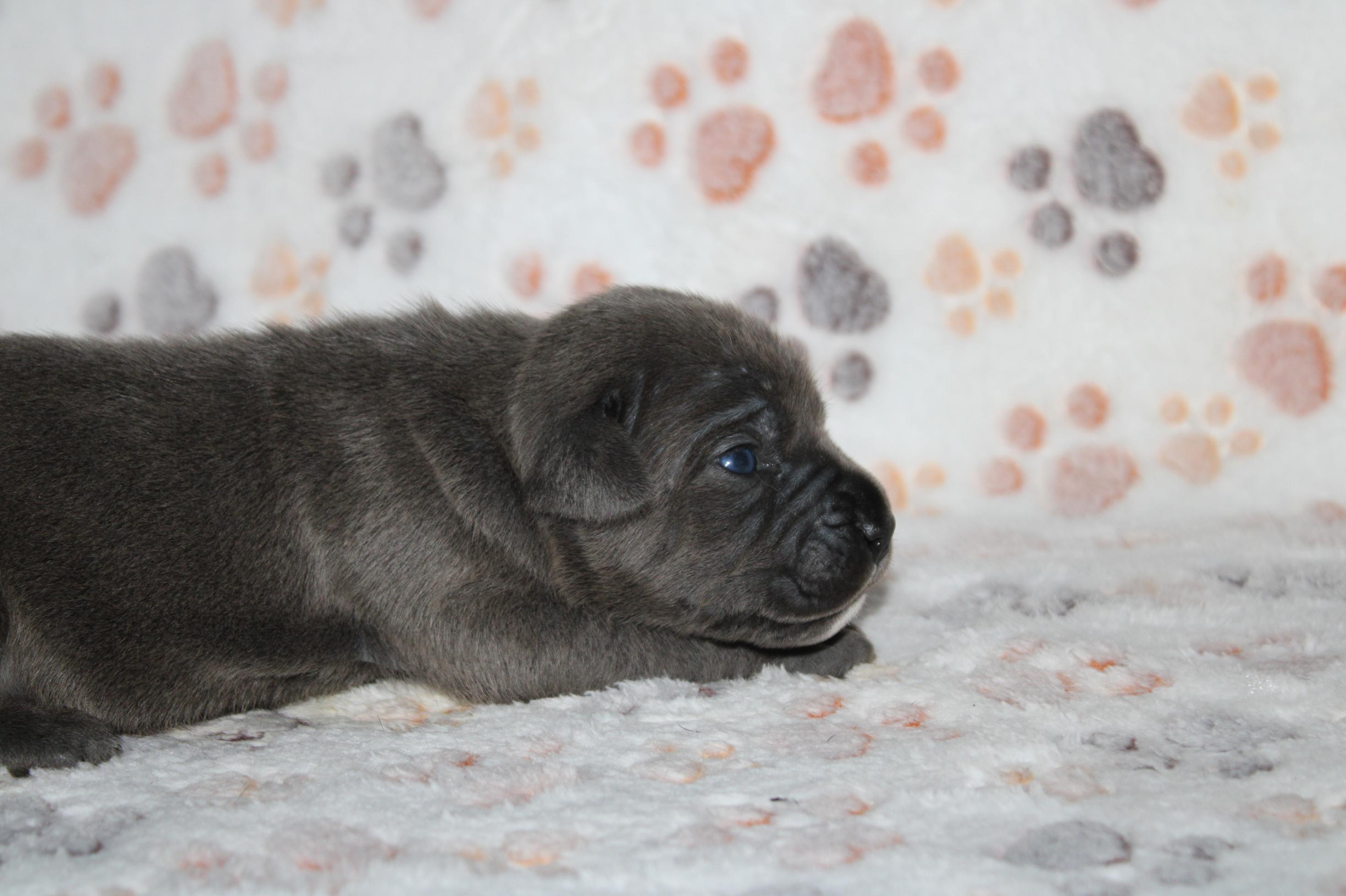 Image Cane Corso