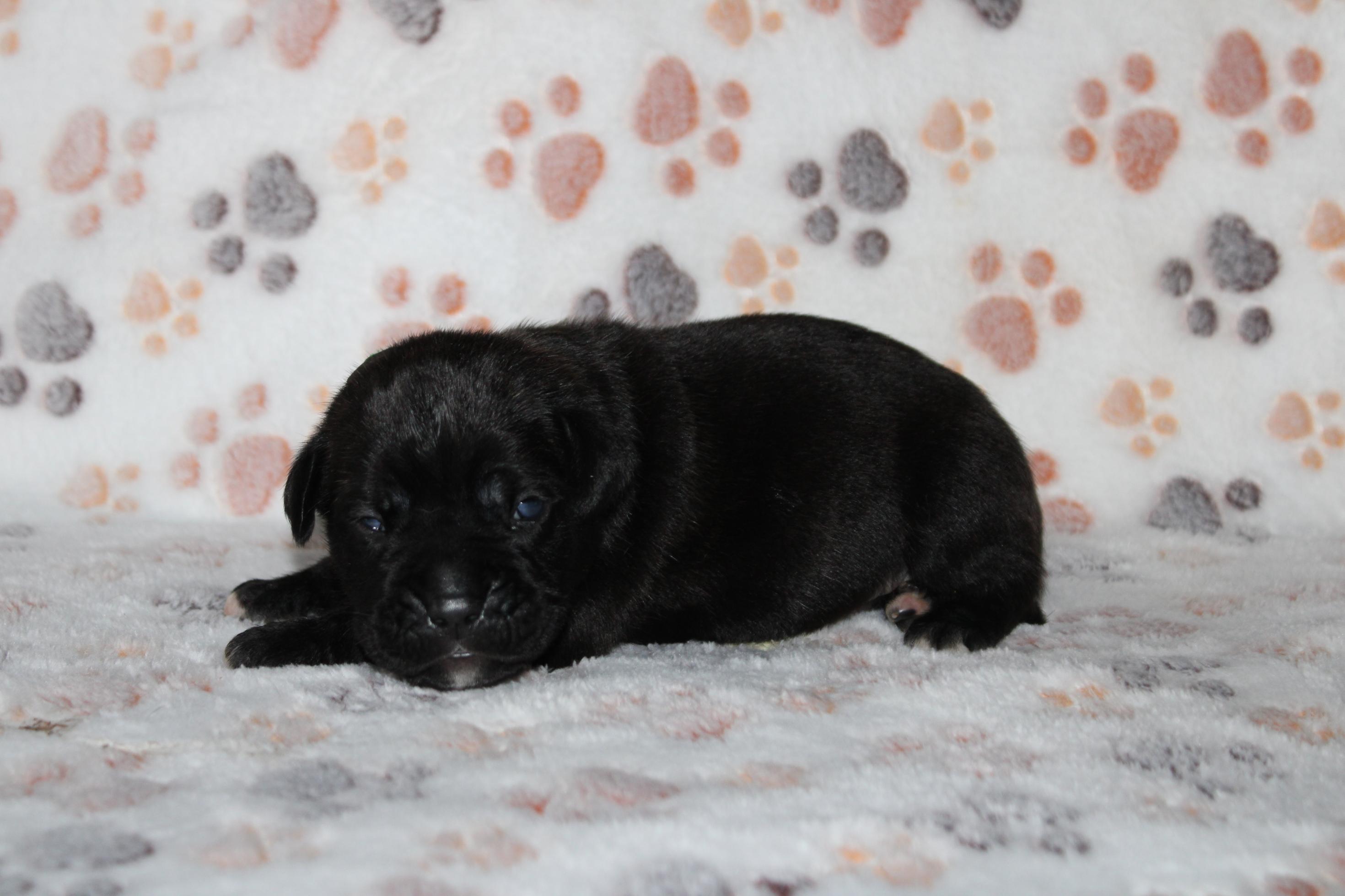 Image Cane Corso
