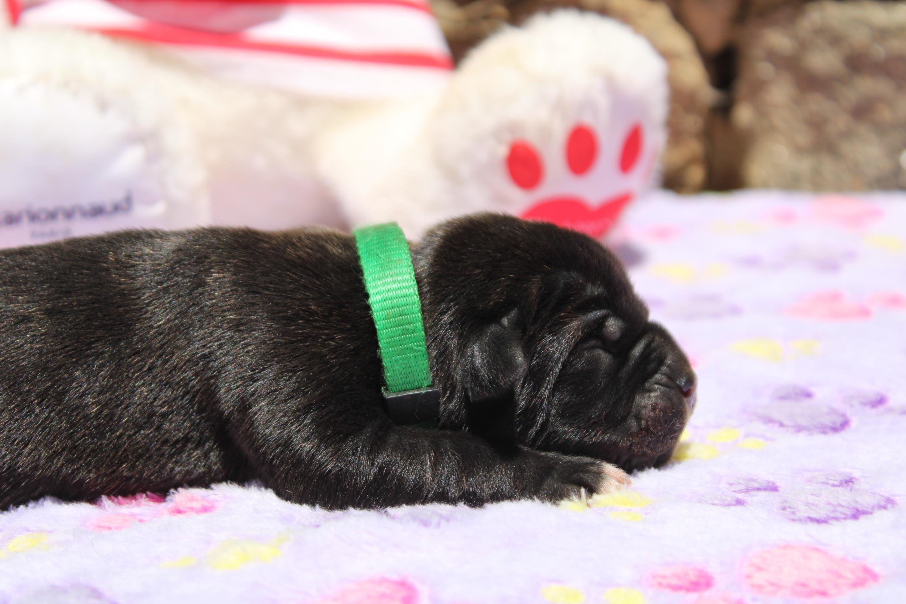 Image Cane Corso
