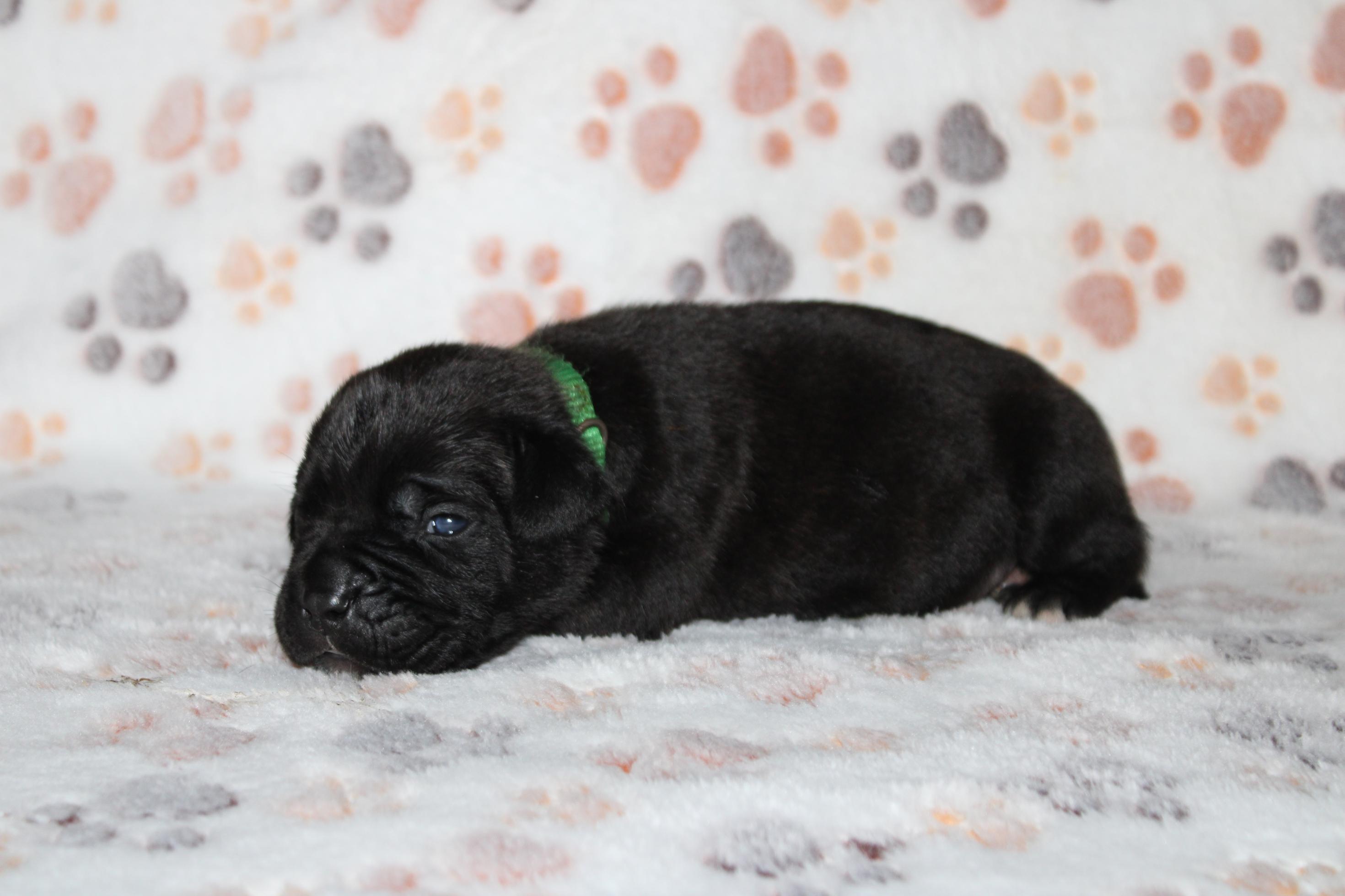 Image Cane Corso