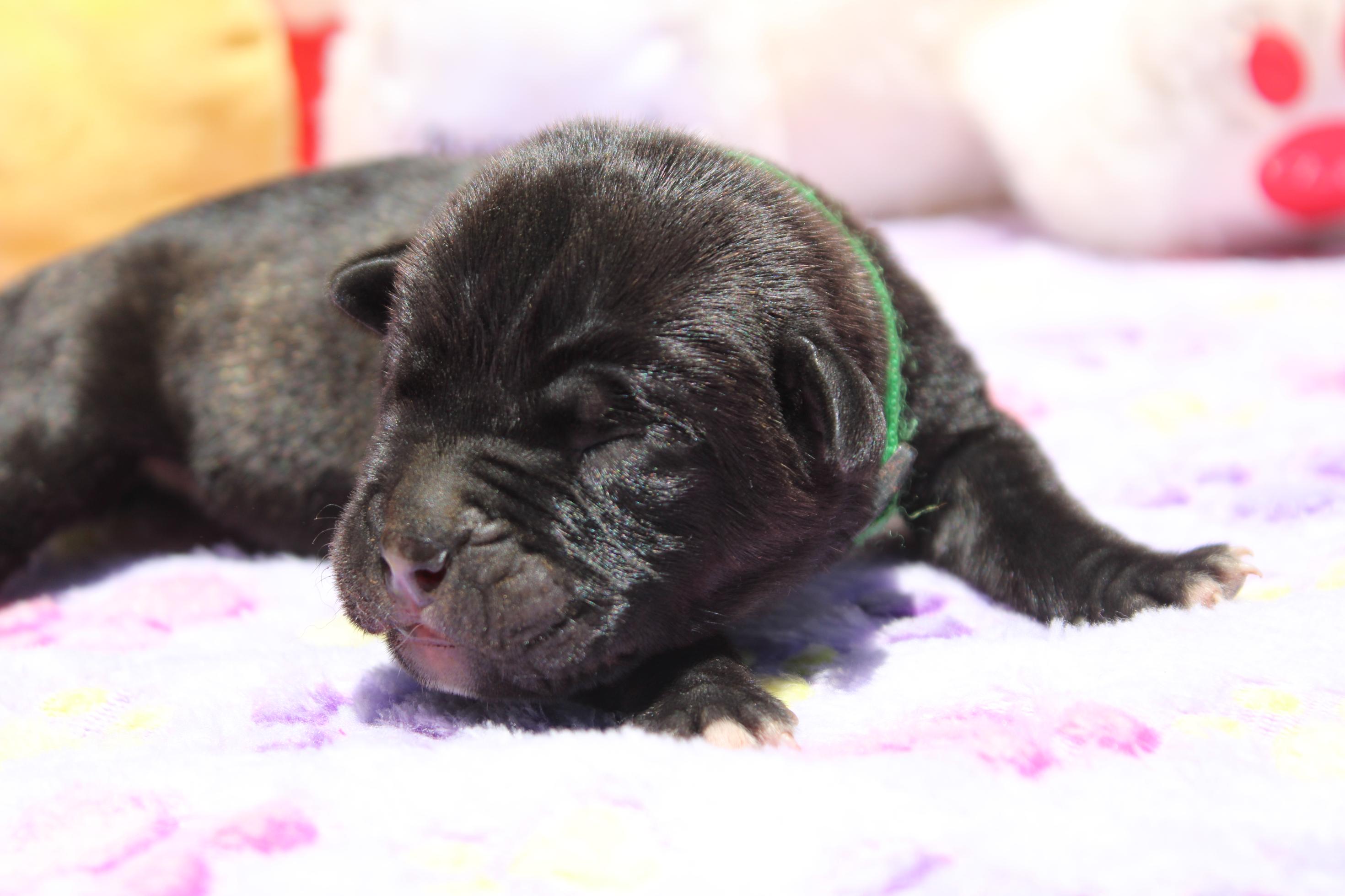 Image Cane Corso