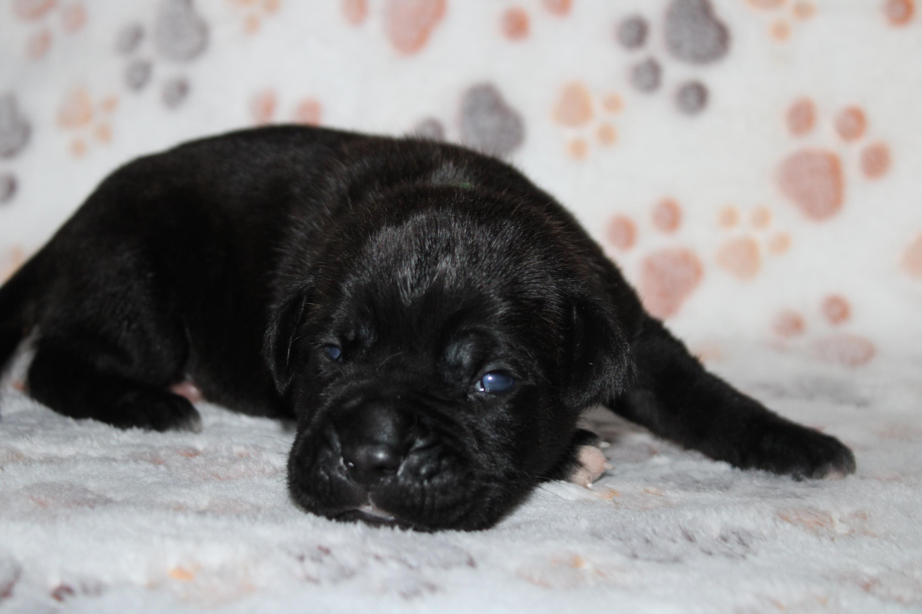 Image Cane Corso
