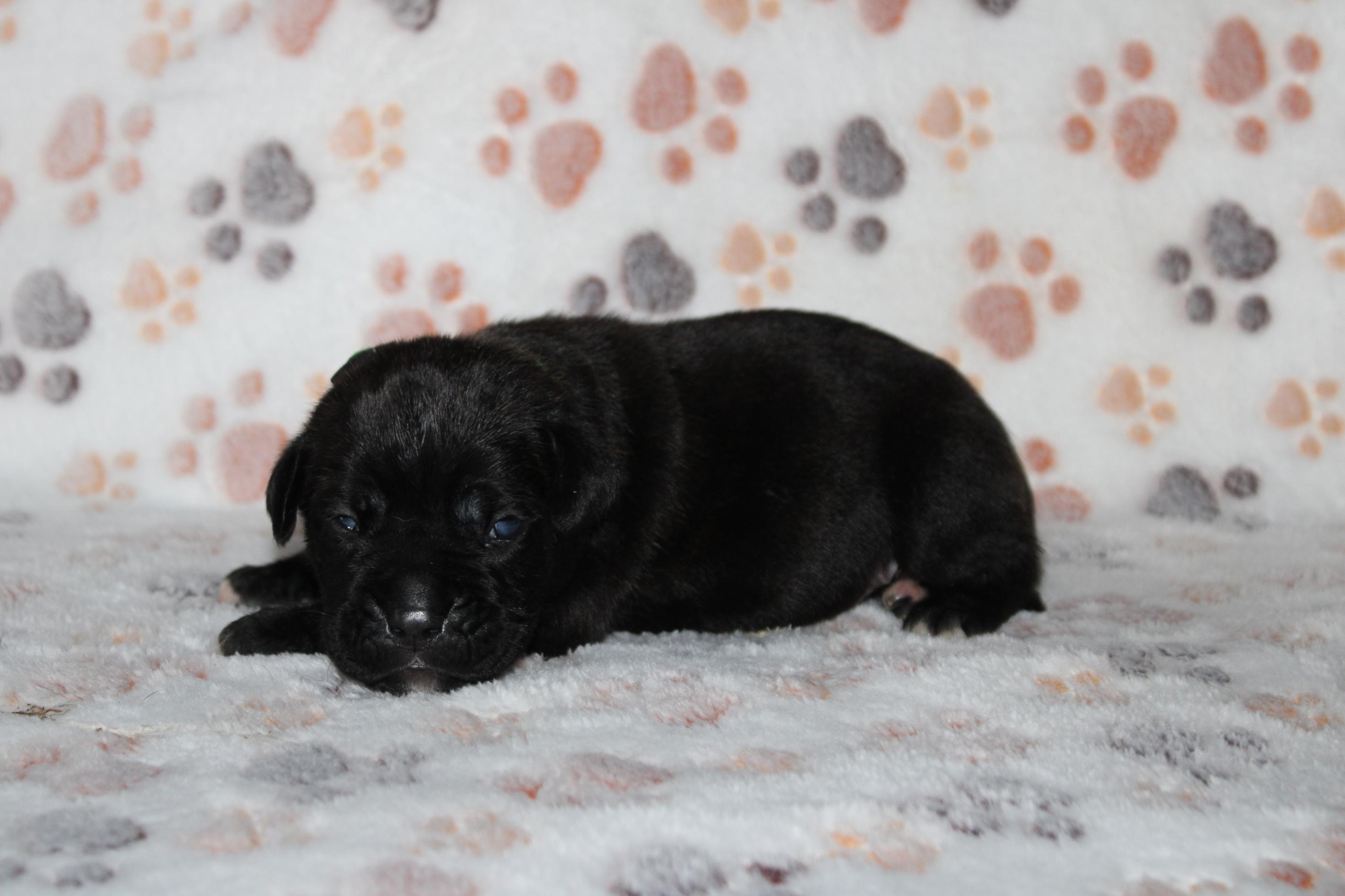 Image Cane Corso