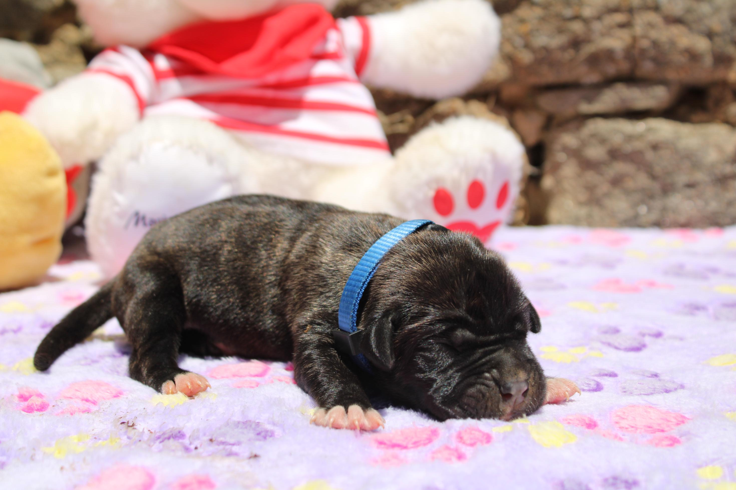 Image Cane Corso
