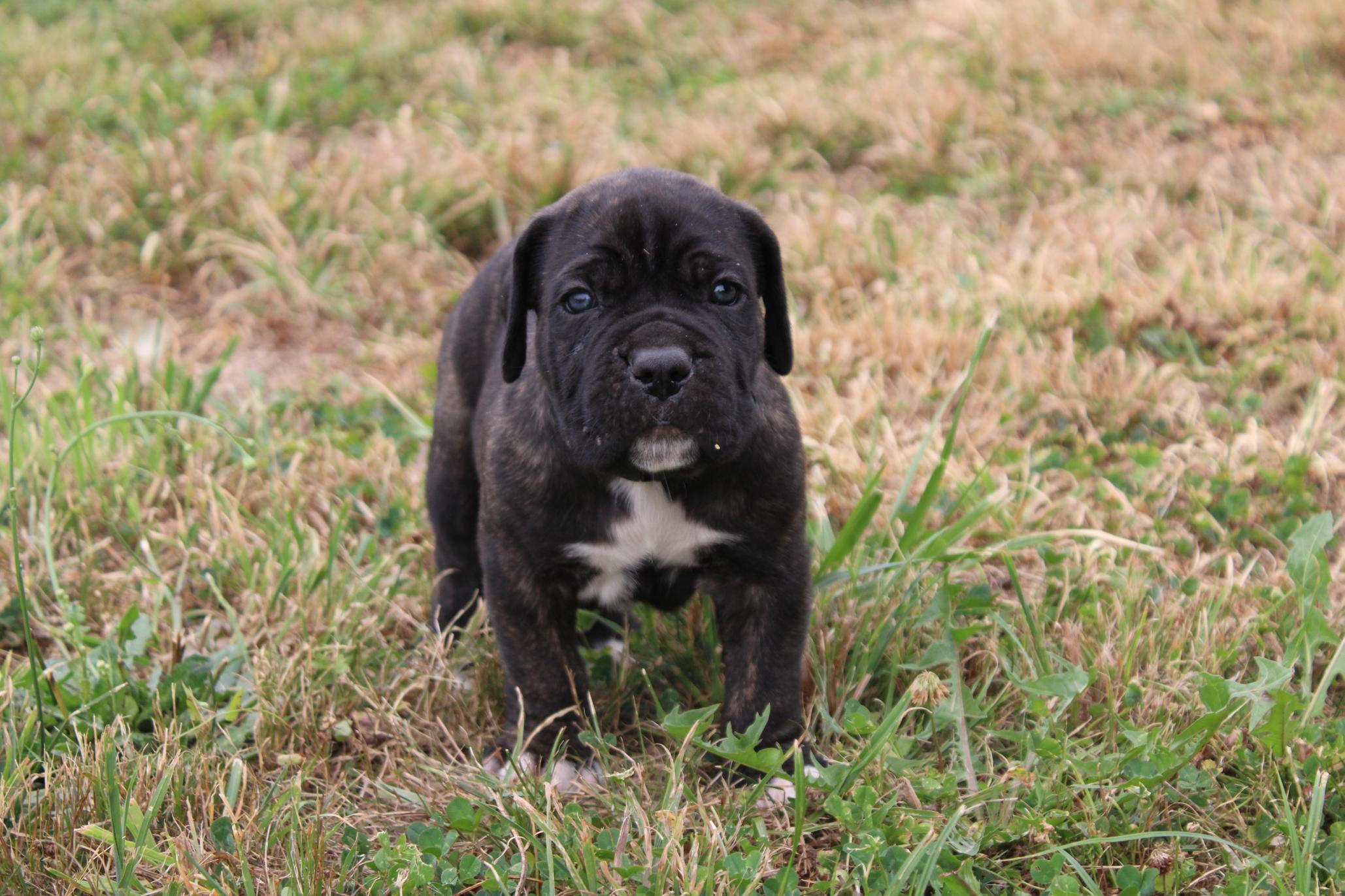 Image Cane Corso