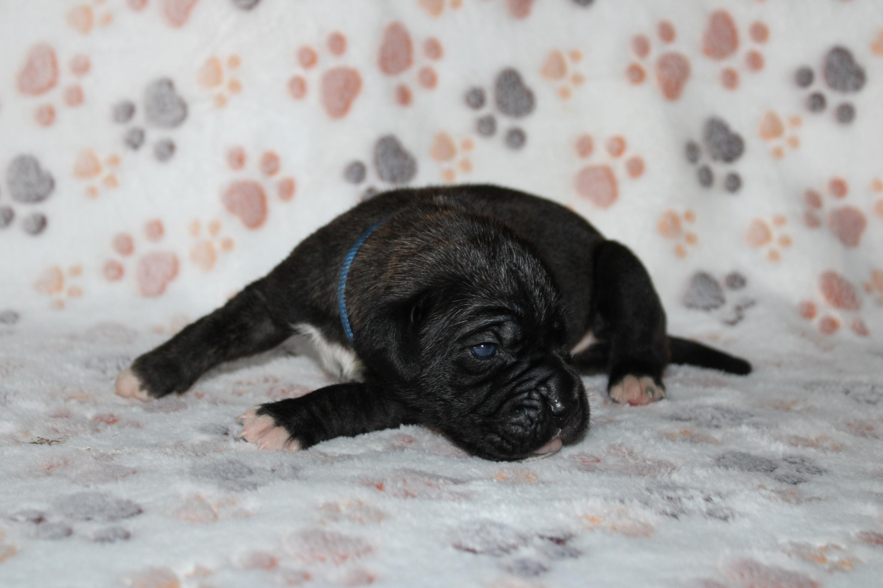 Image Cane Corso