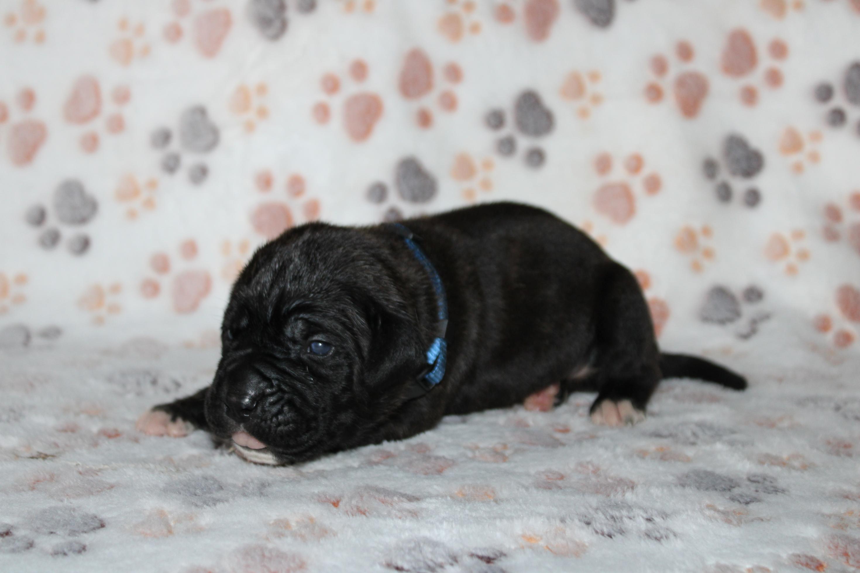 Image Cane Corso