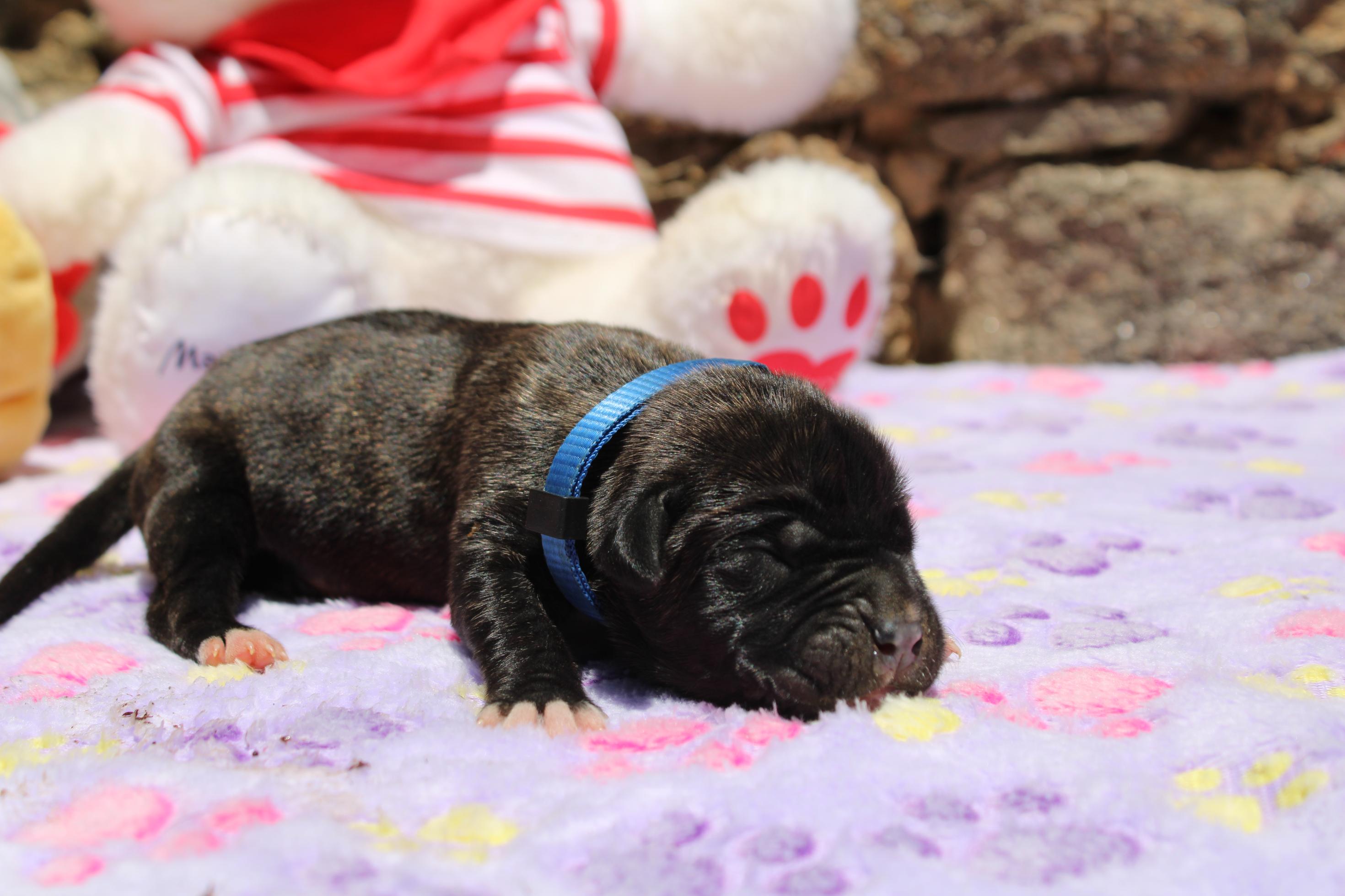 Image Cane Corso