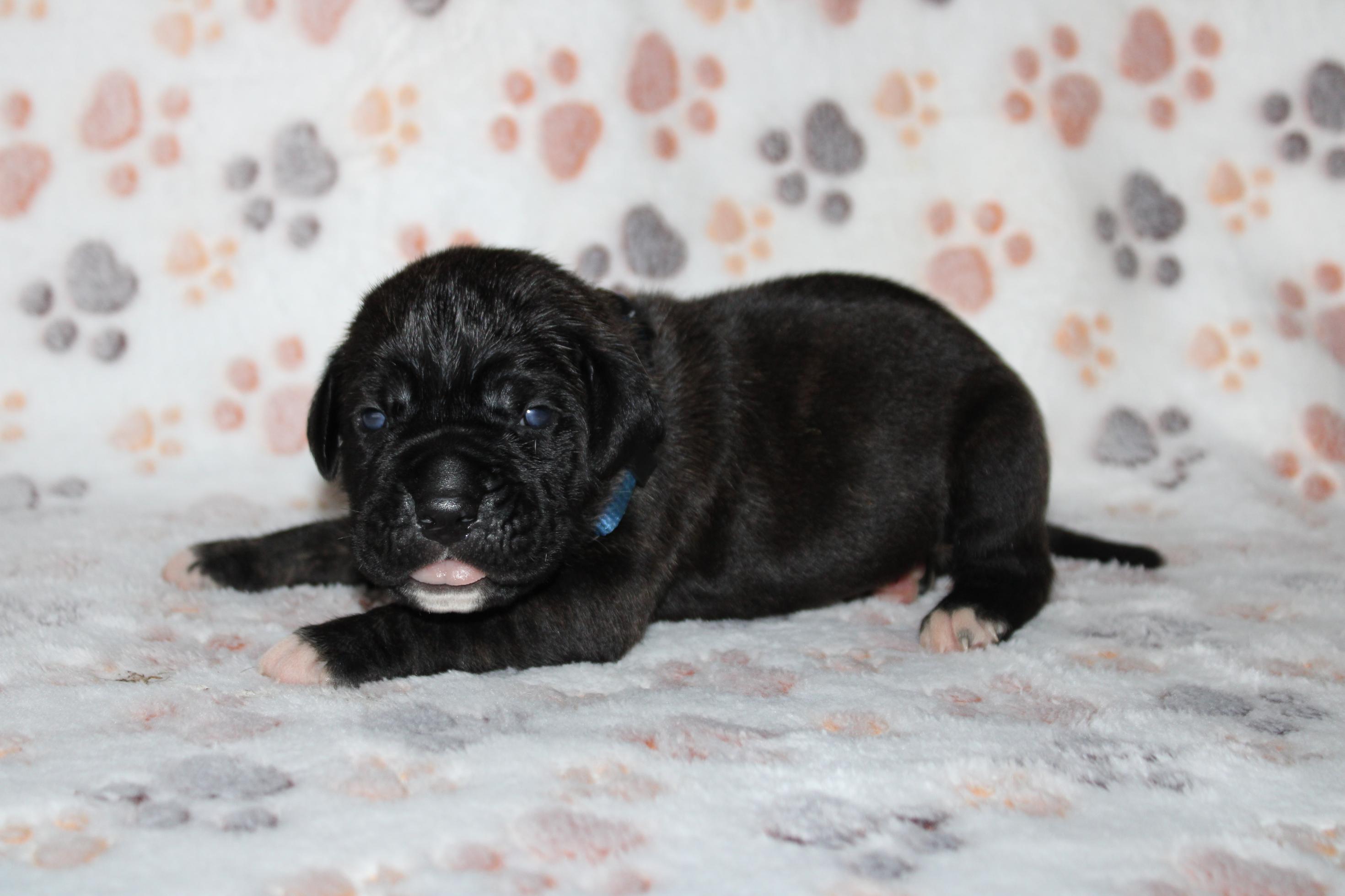 Image Cane Corso