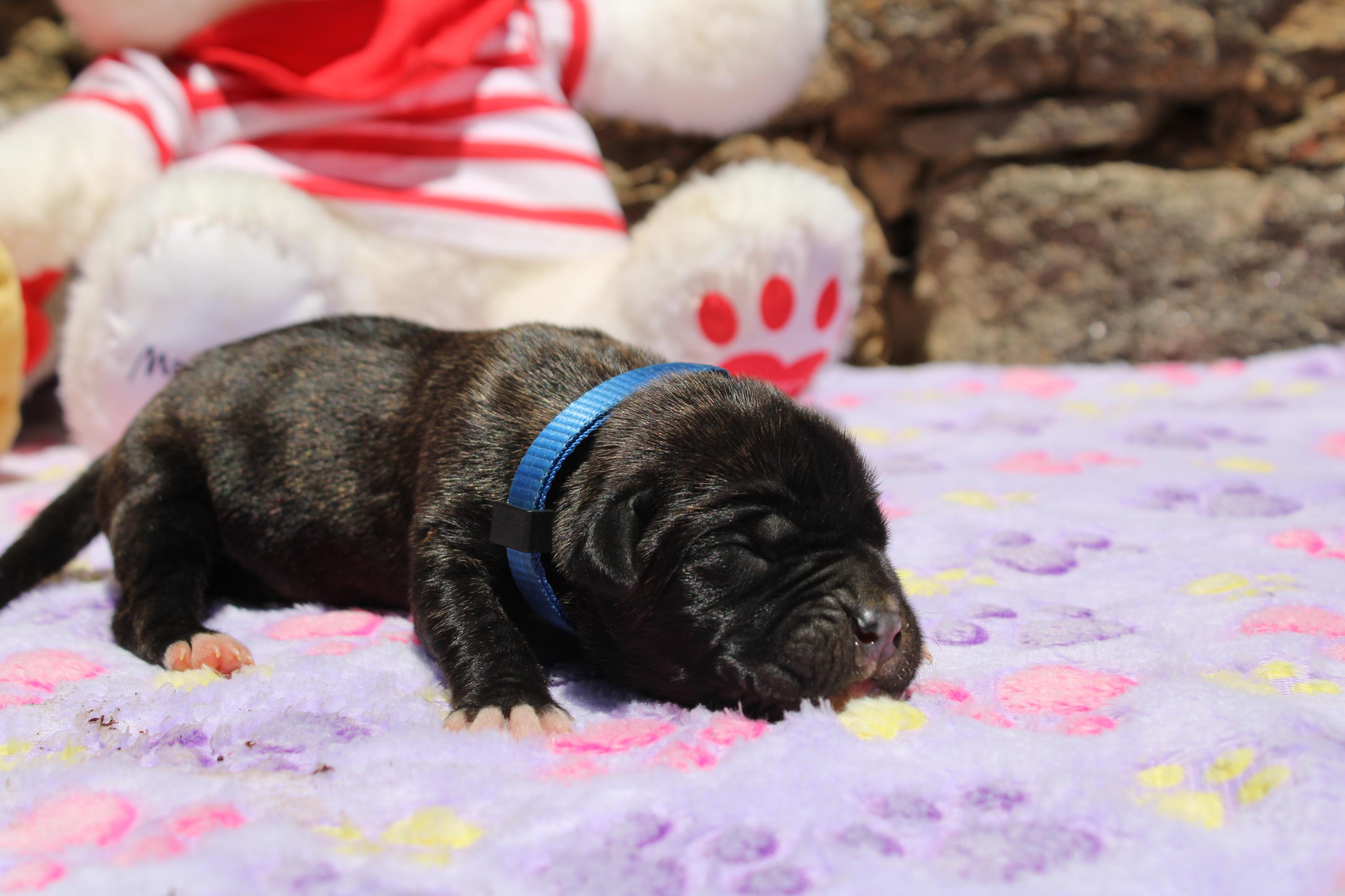 Image Cane Corso