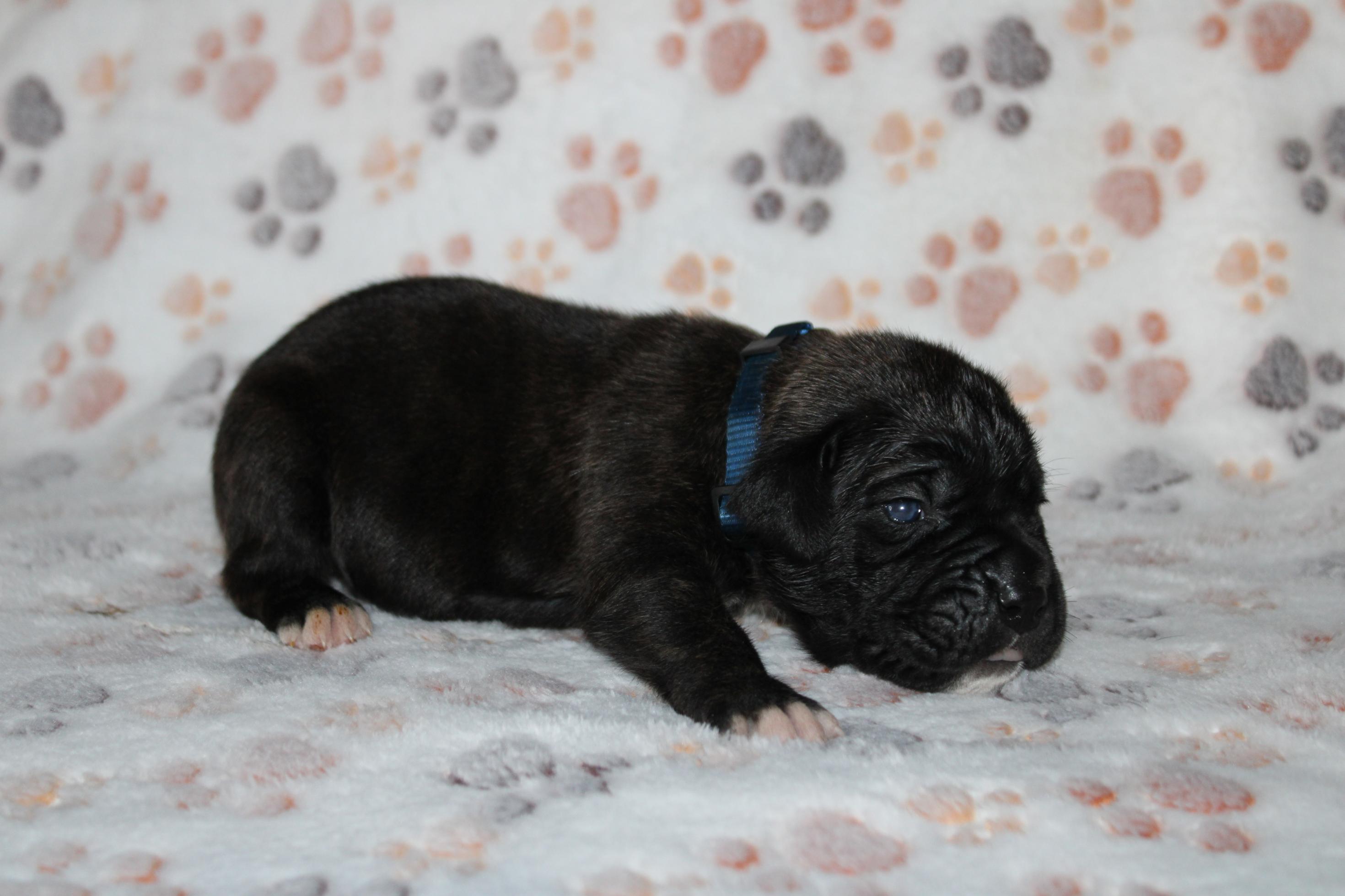 Image Cane Corso