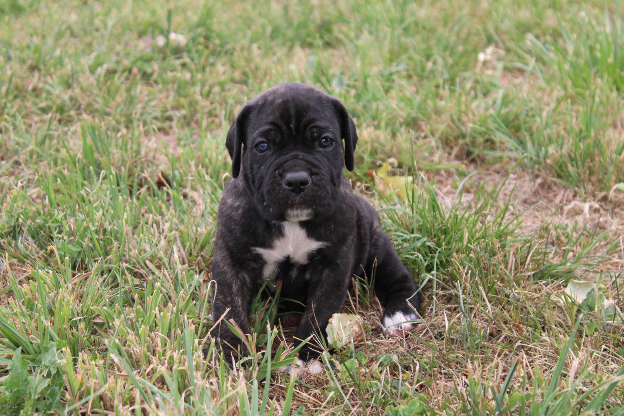 Image Cane Corso