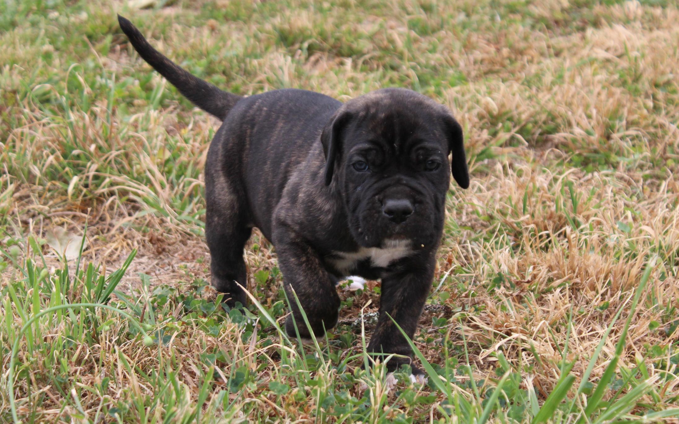 Image Cane Corso