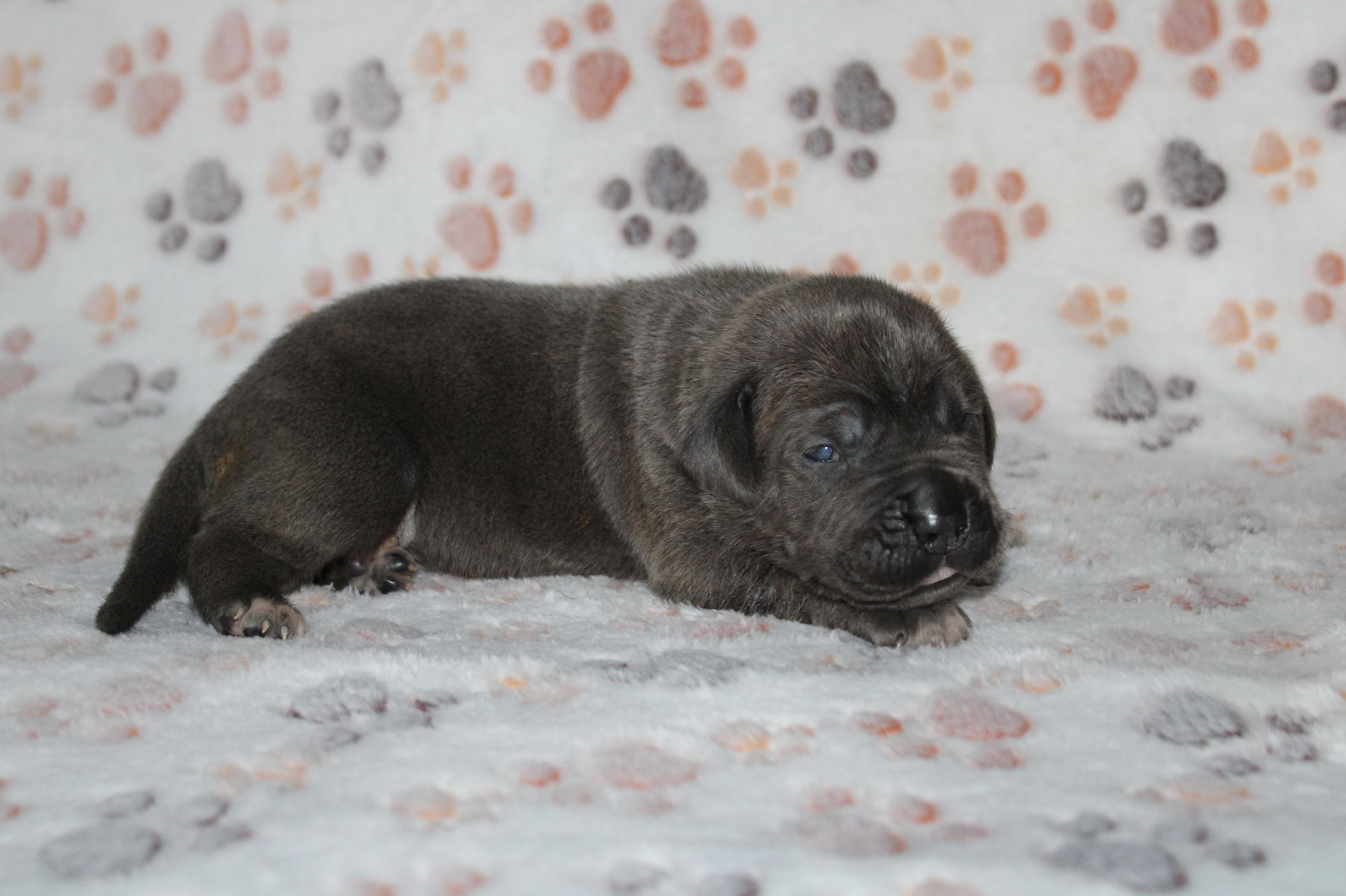 Image Cane Corso