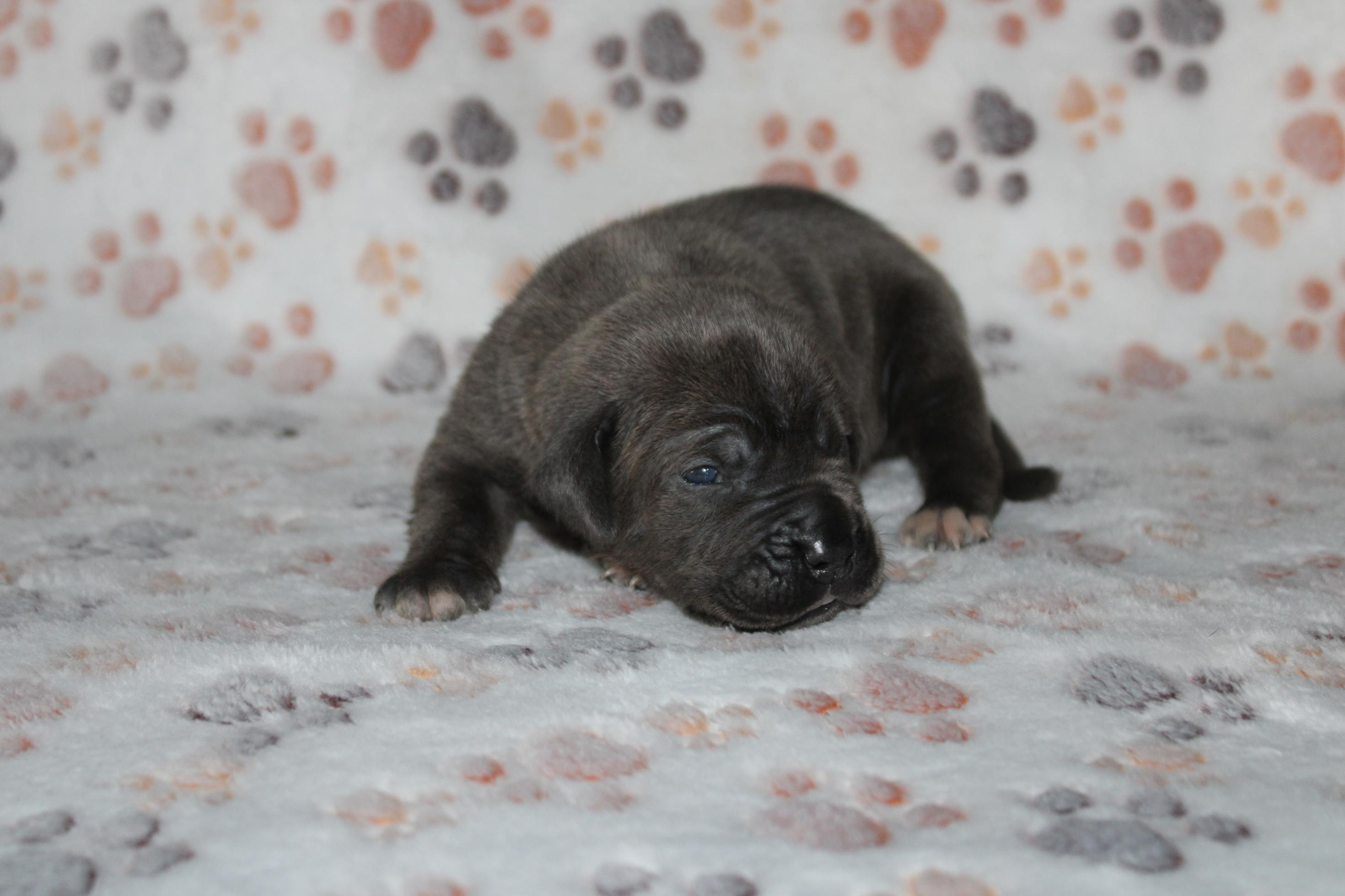 Image Cane Corso