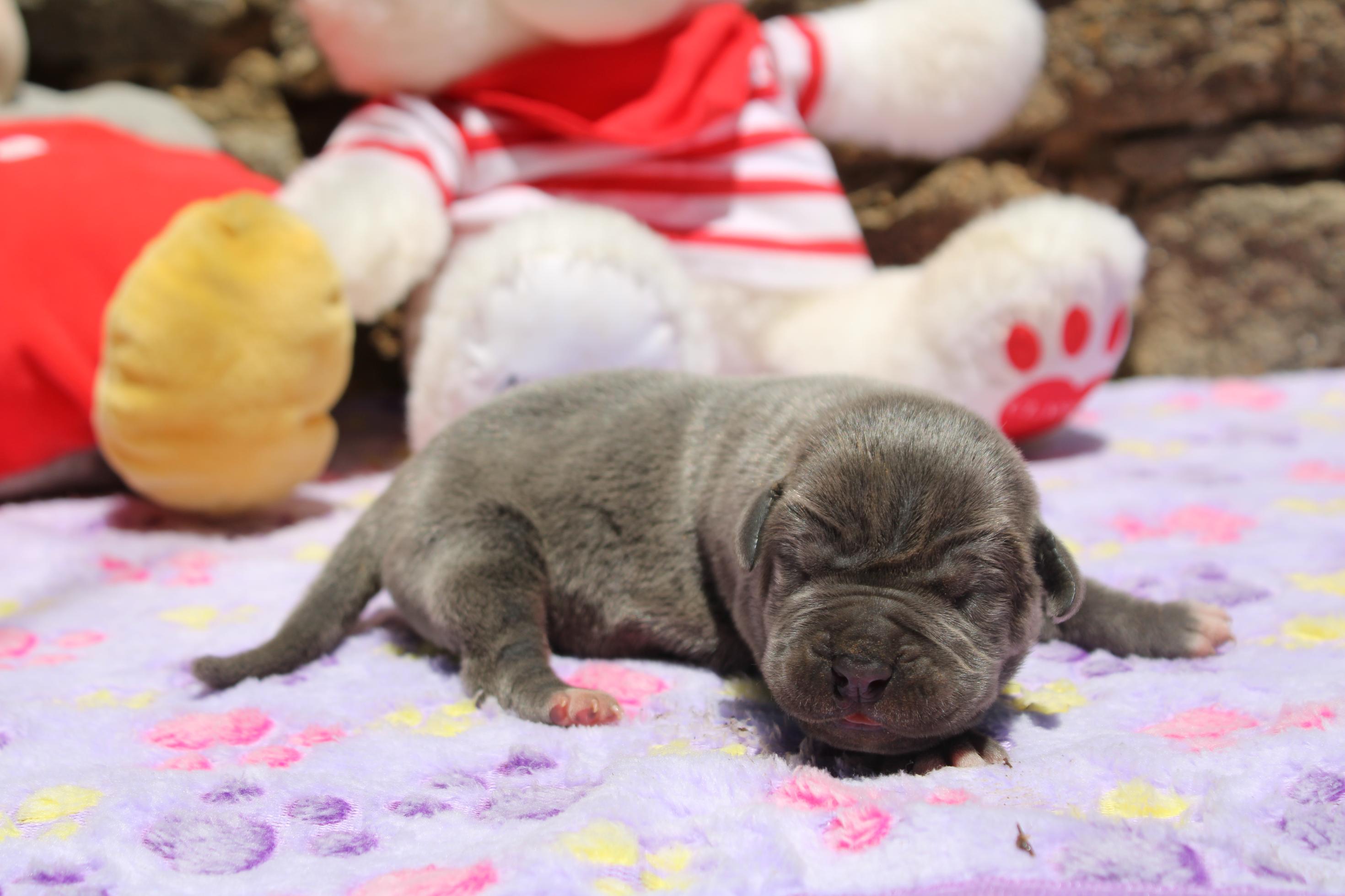 Image Cane Corso