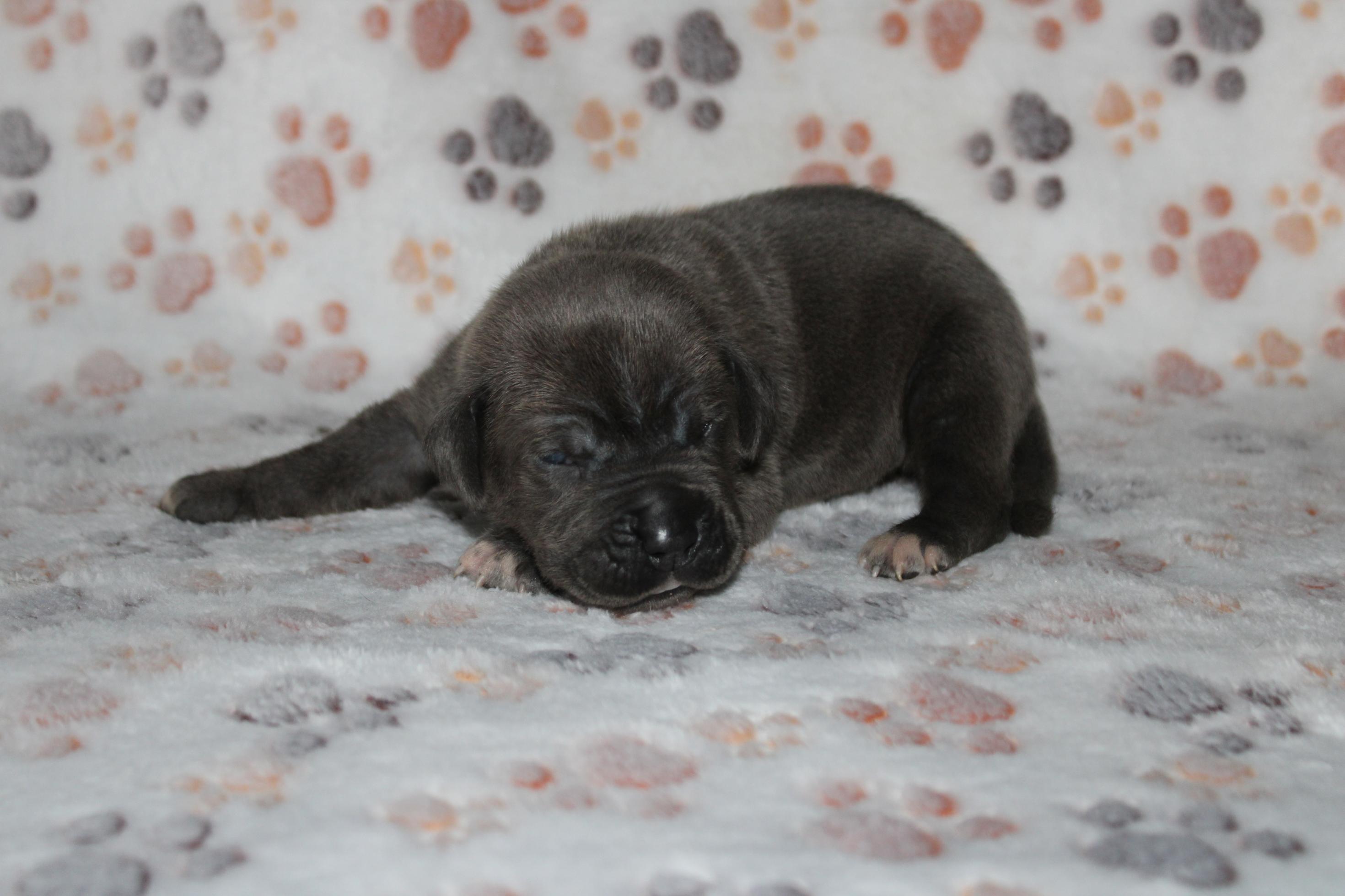 Image Cane Corso