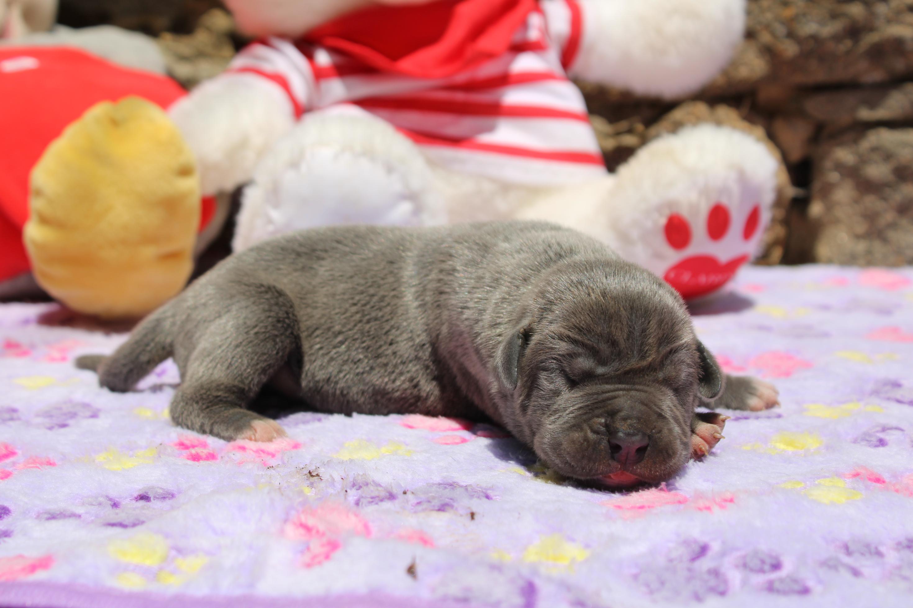 Image Cane Corso