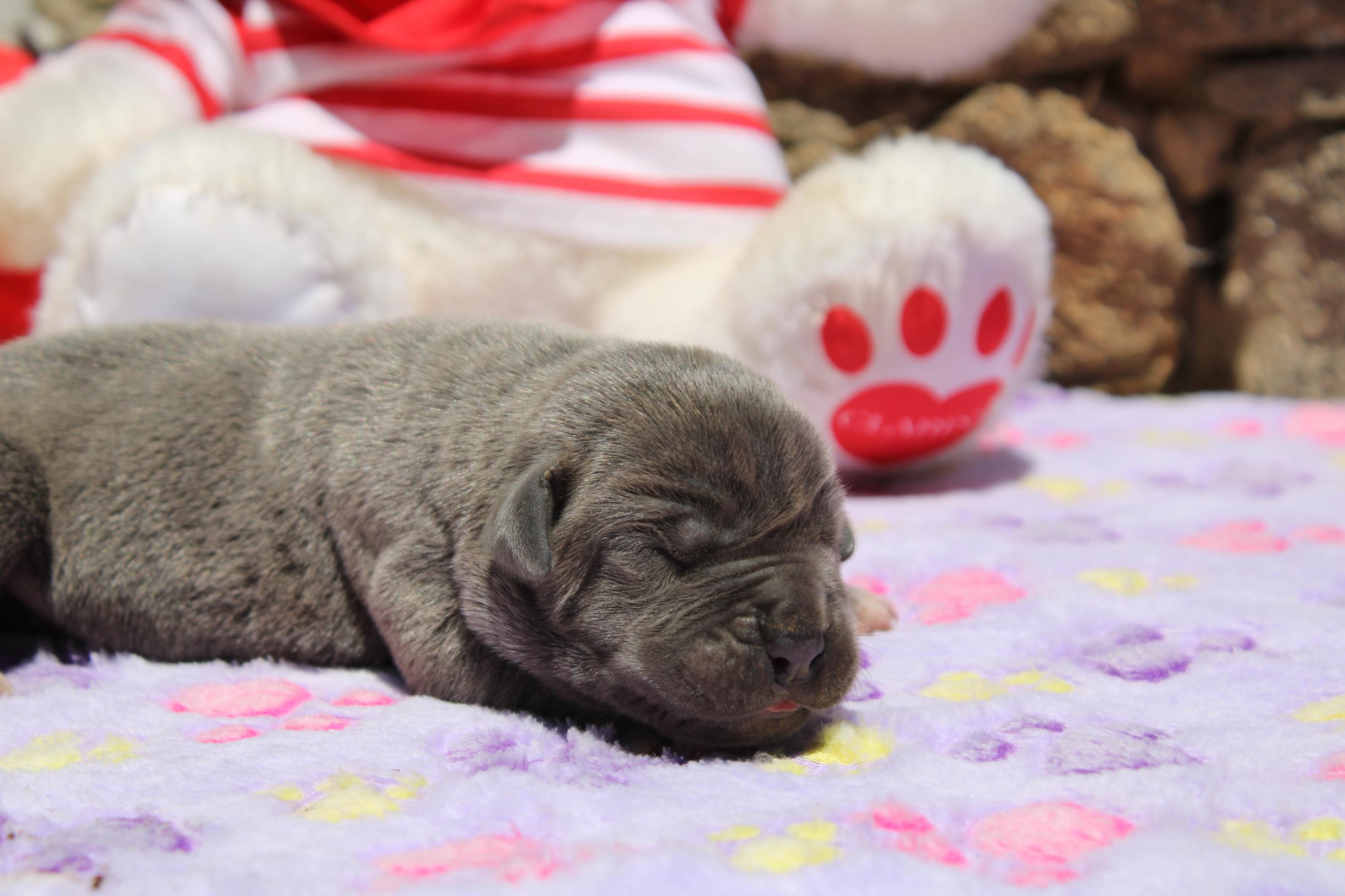 Image Cane Corso