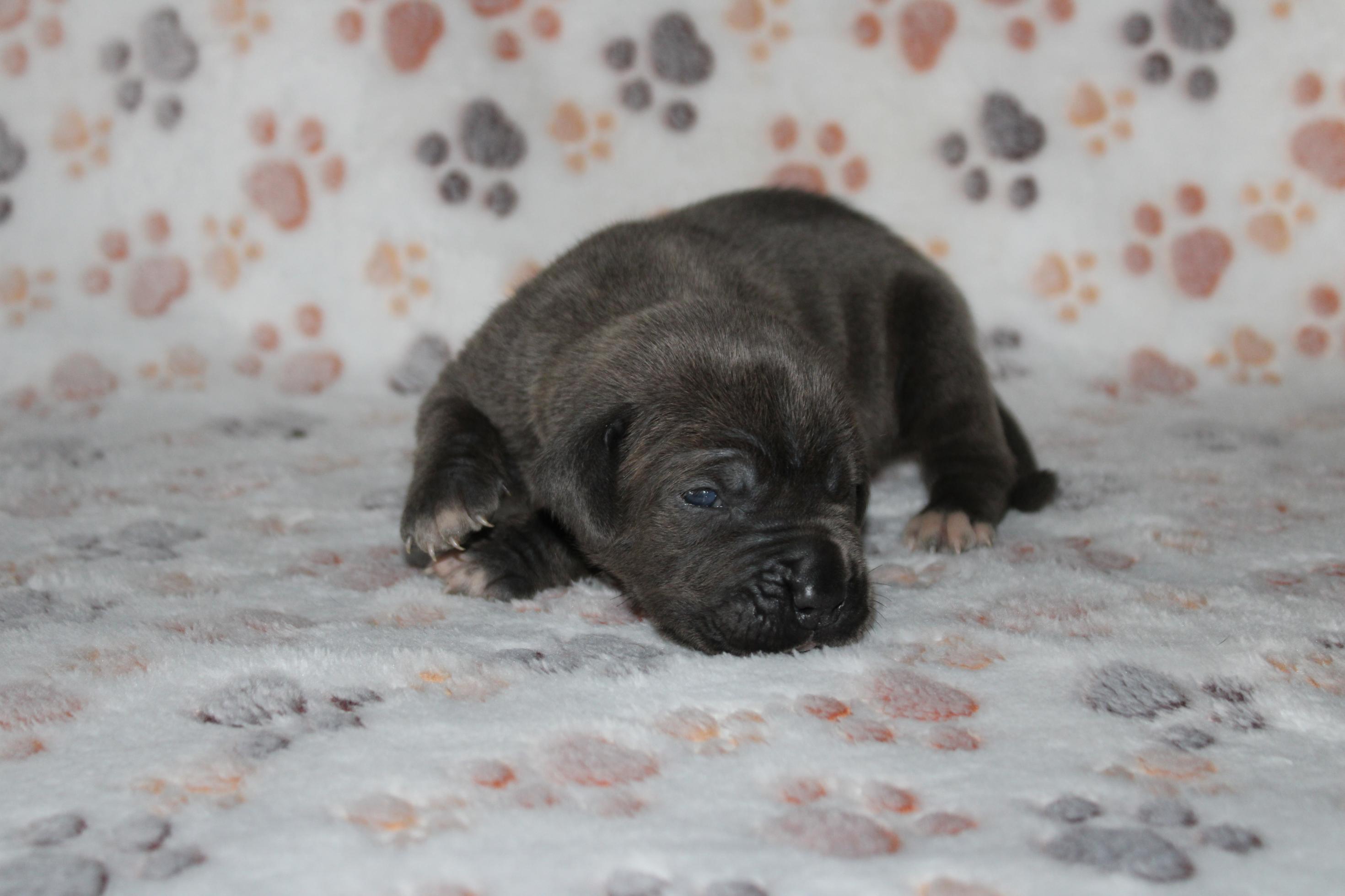 Image Cane Corso